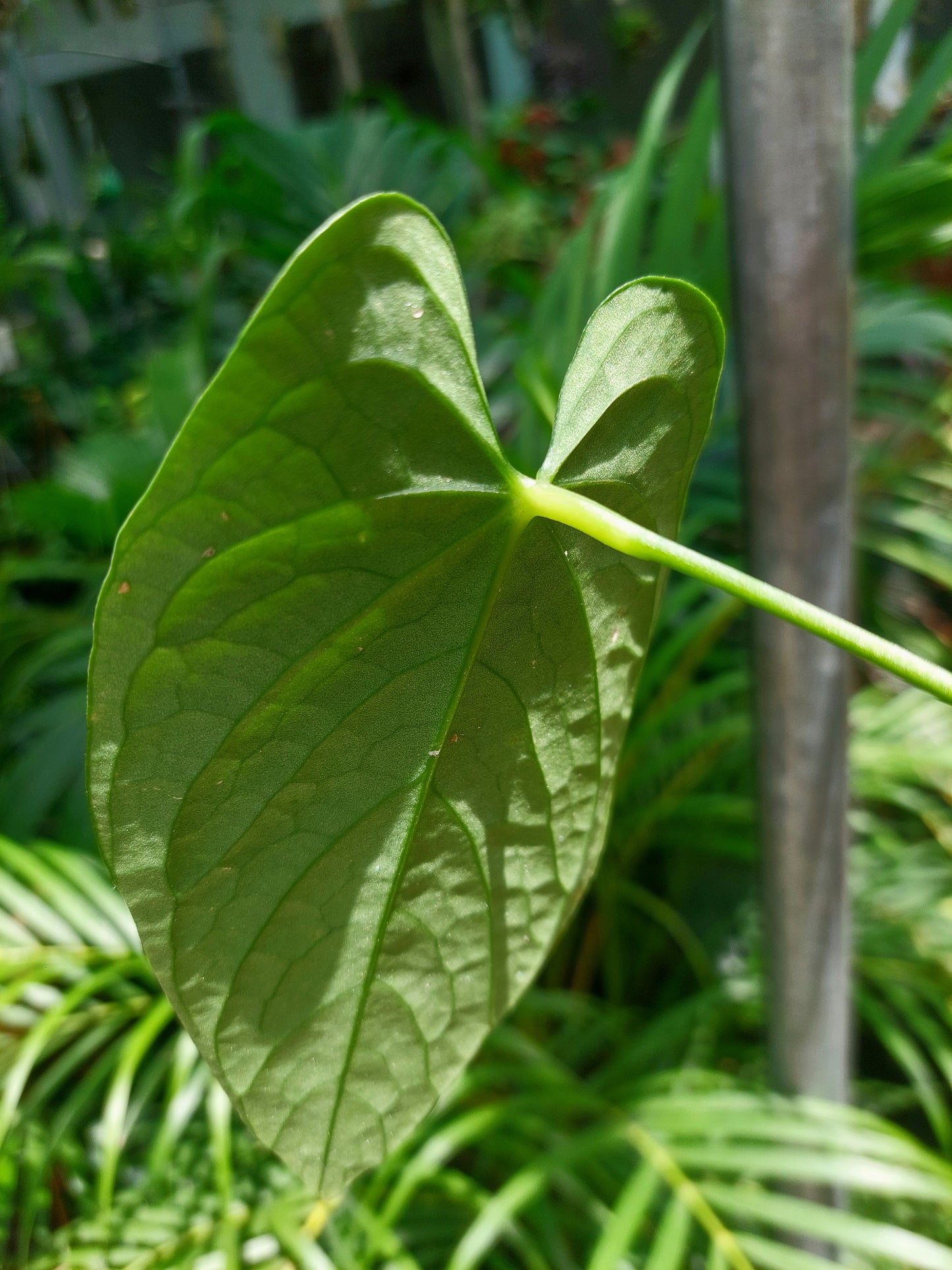 Anthurium sp. "Tarapoto Velvet" Wild Ecotype (EXACT PLANT)