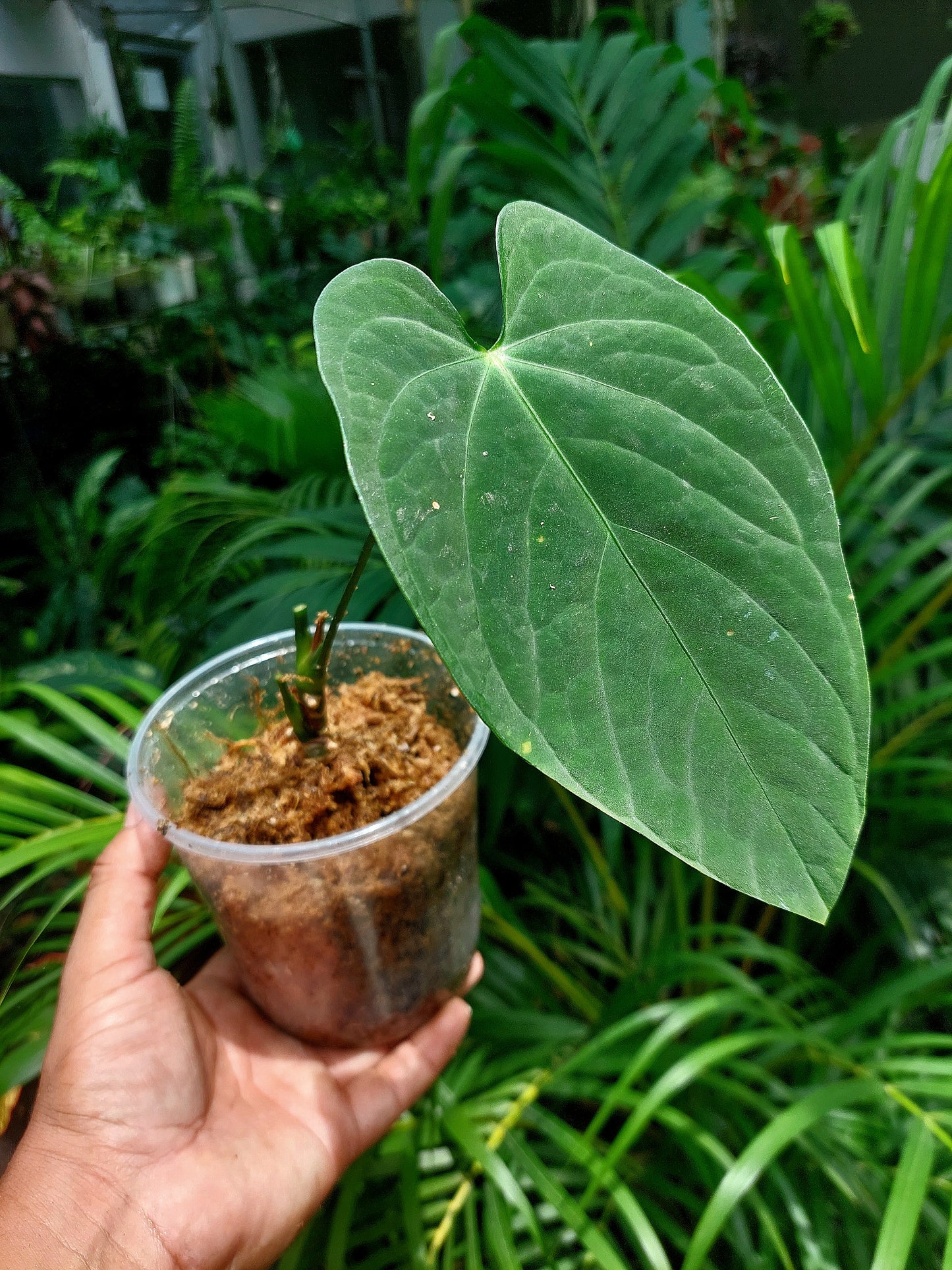 Anthurium sp. "Tarapoto Velvet" Wild Ecotype (EXACT PLANT)