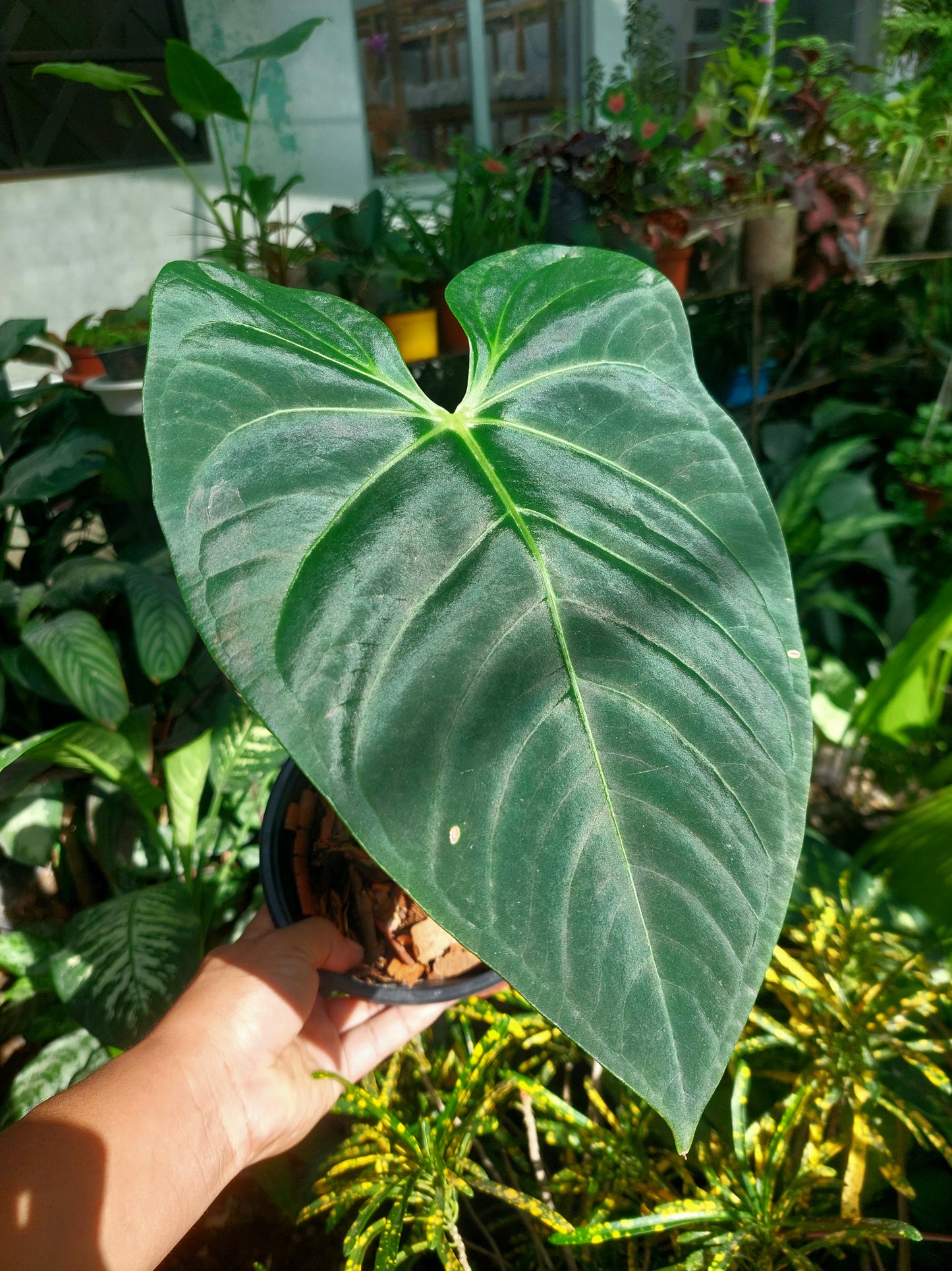 Anthurium sp. 'Amazon Dark' Native to Peru BIG PLANT (EXACT PLANT)