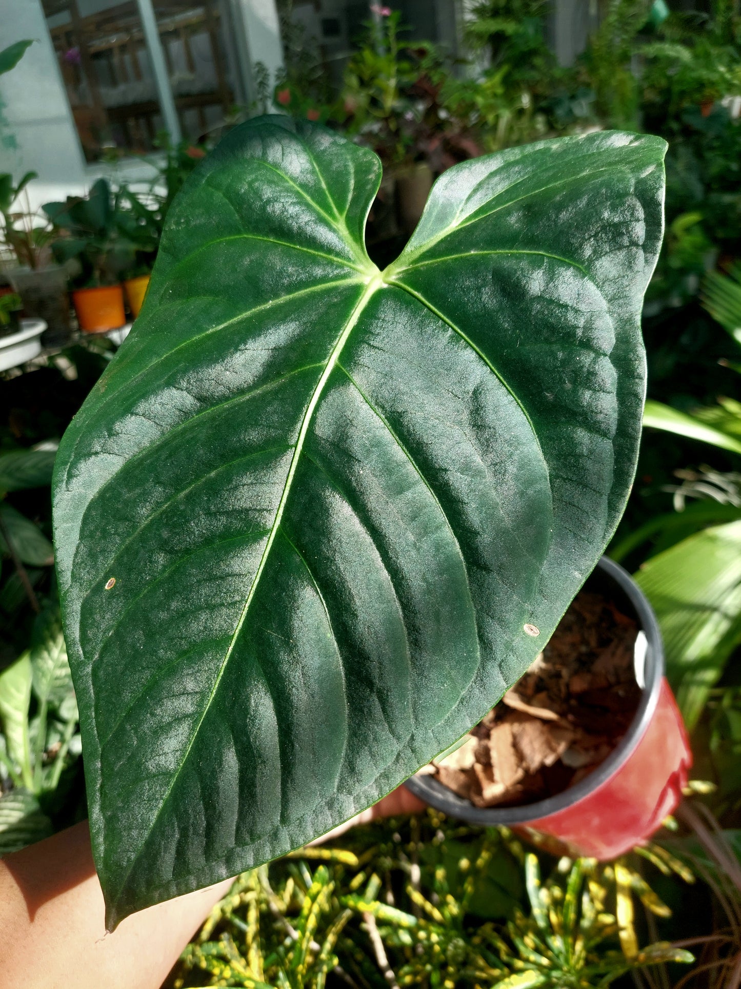 Anthurium sp. 'Amazon Dark' Native to Peru BIG PLANT (EXACT PLANT)