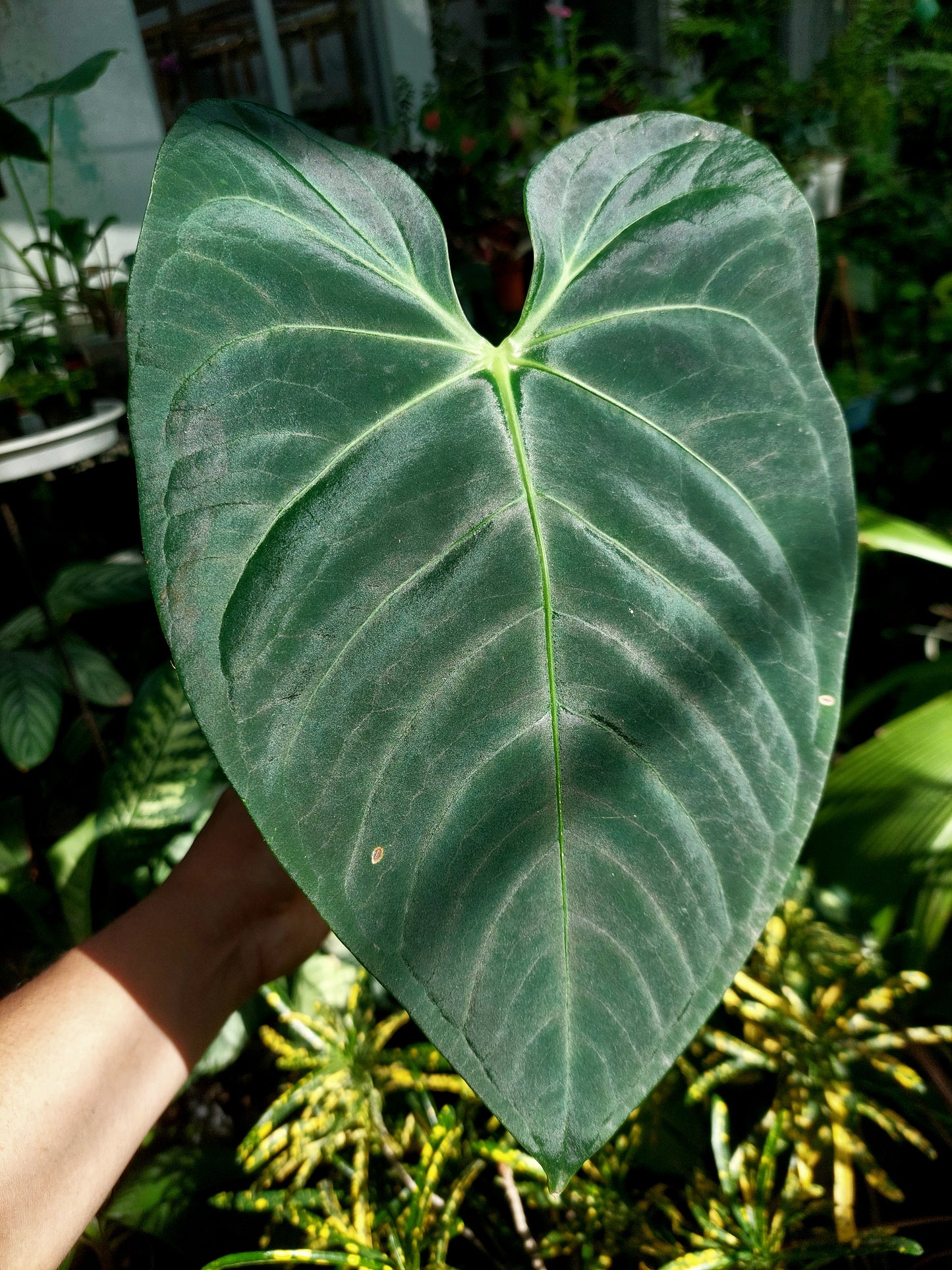 Anthurium sp. 'Amazon Dark' Native to Peru BIG PLANT (EXACT PLANT)