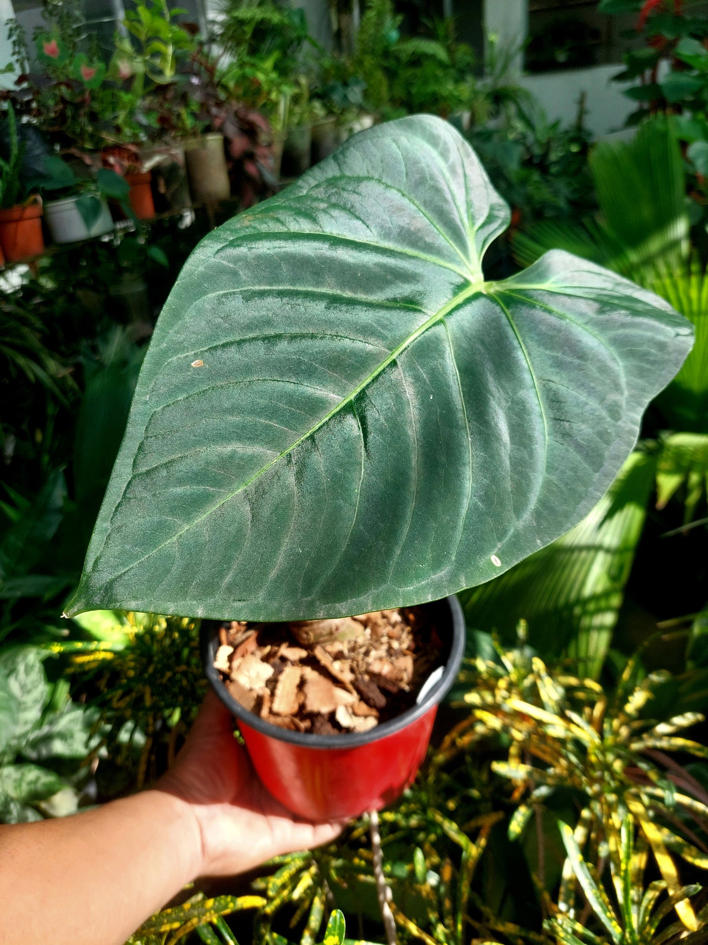 Anthurium sp. 'Amazon Dark' Native to Peru BIG PLANT (EXACT PLANT)