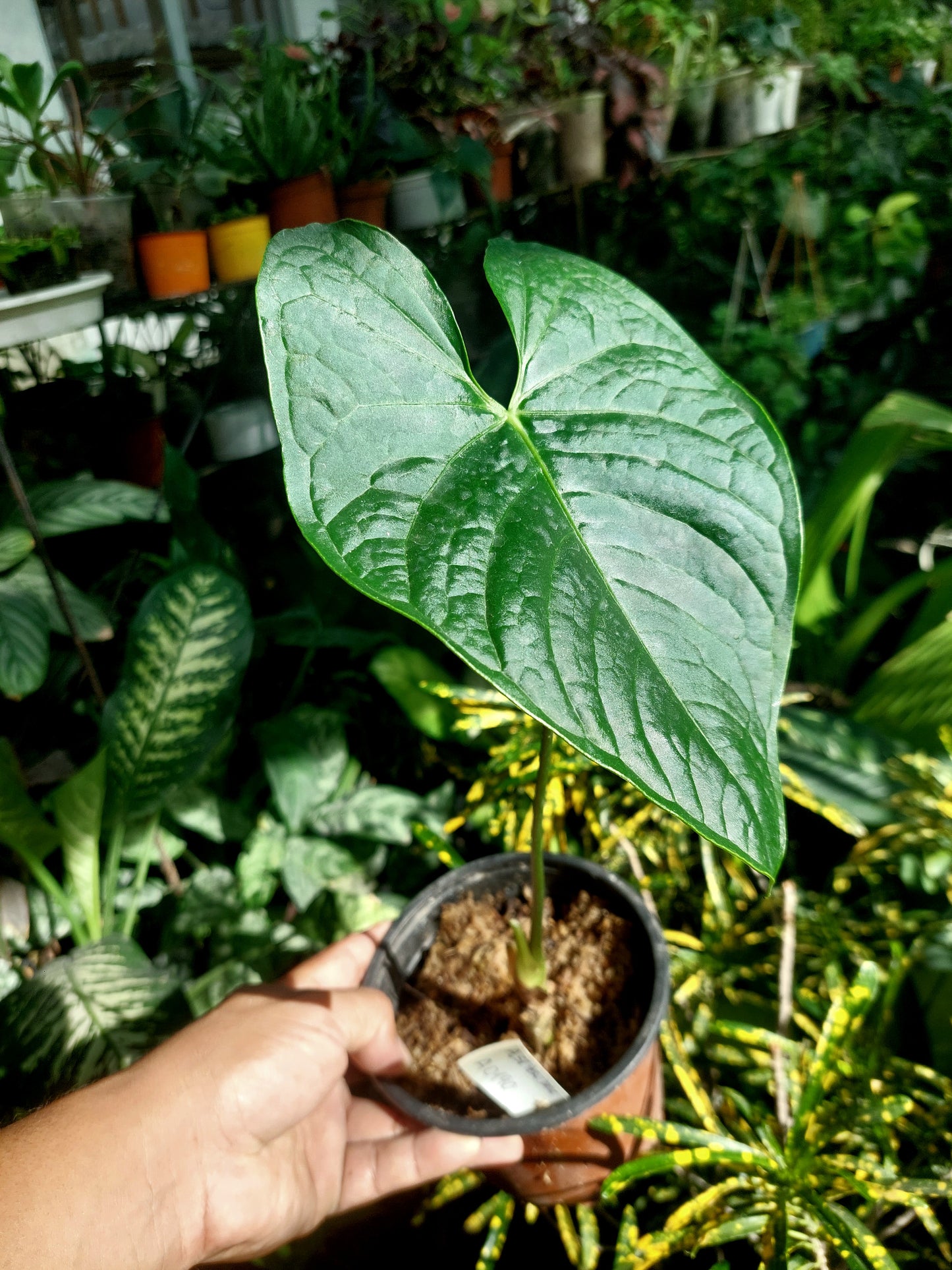 Anthurium sp. 'Peru Dark' (EXACT PLANT)