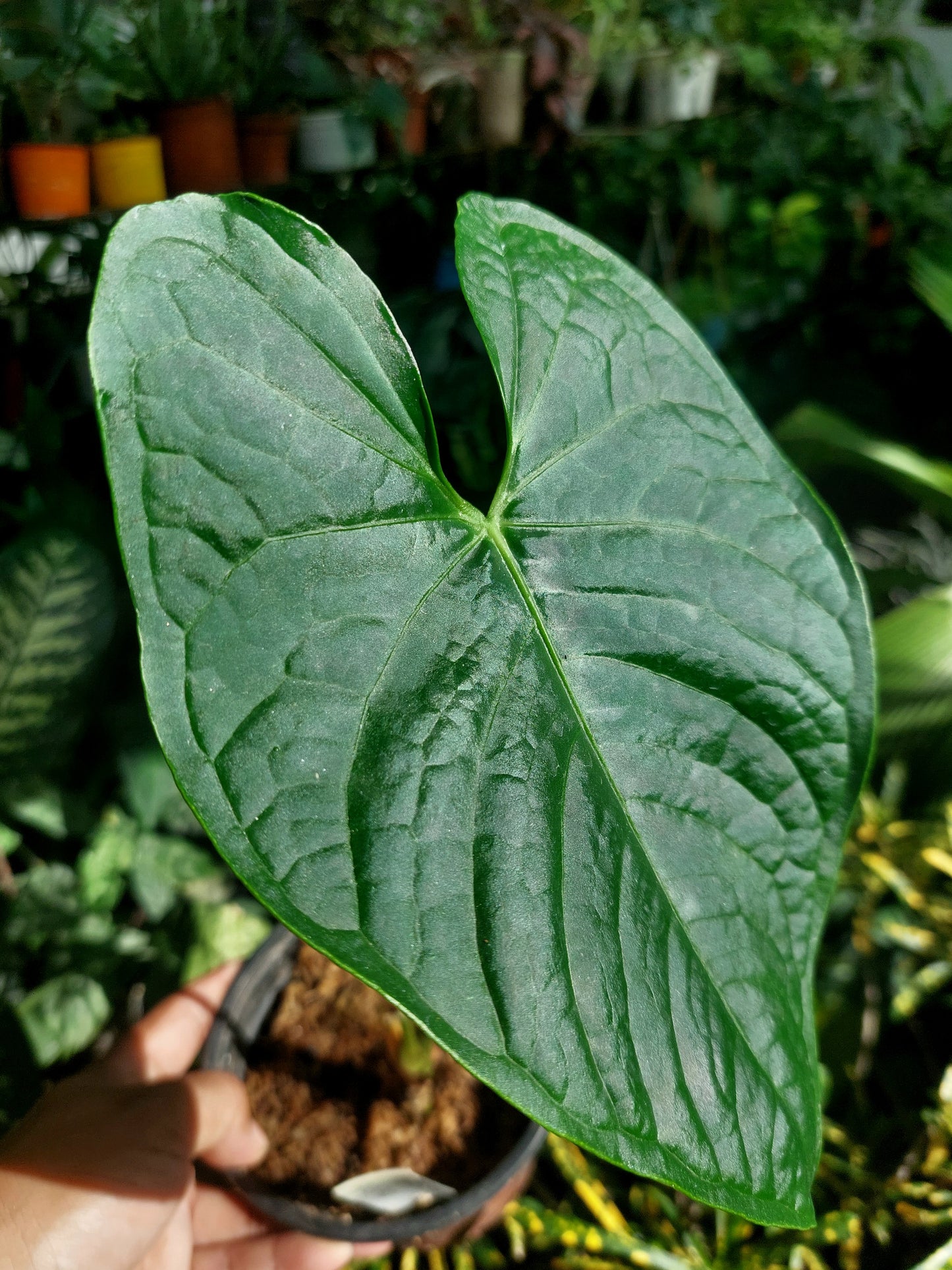 Anthurium sp. 'Peru Dark' (EXACT PLANT)