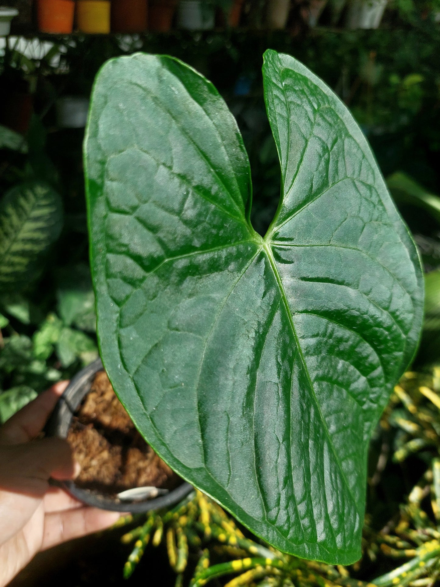 Anthurium sp. 'Peru Dark' (EXACT PLANT)