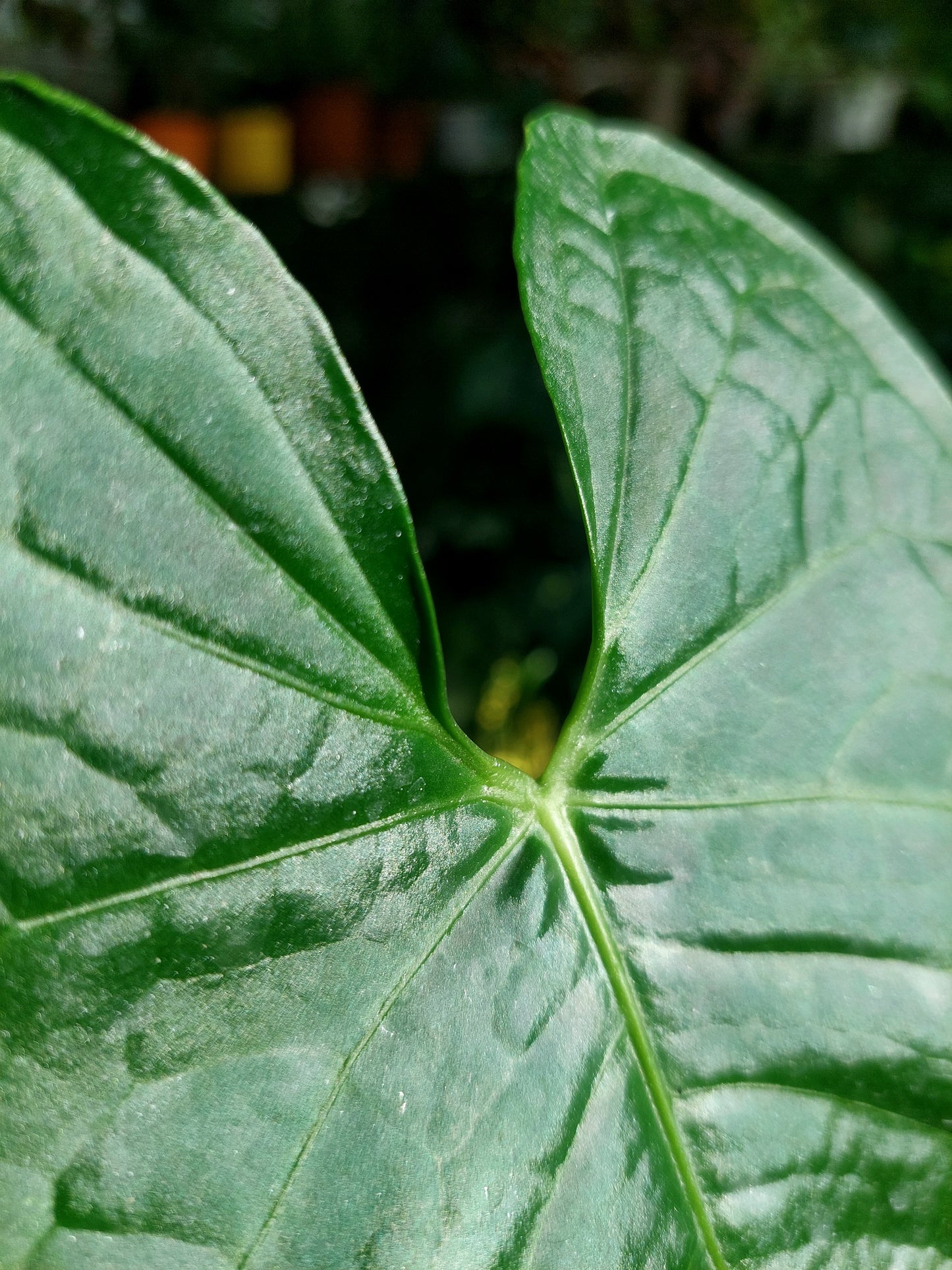 Anthurium sp. 'Peru Dark' (EXACT PLANT)