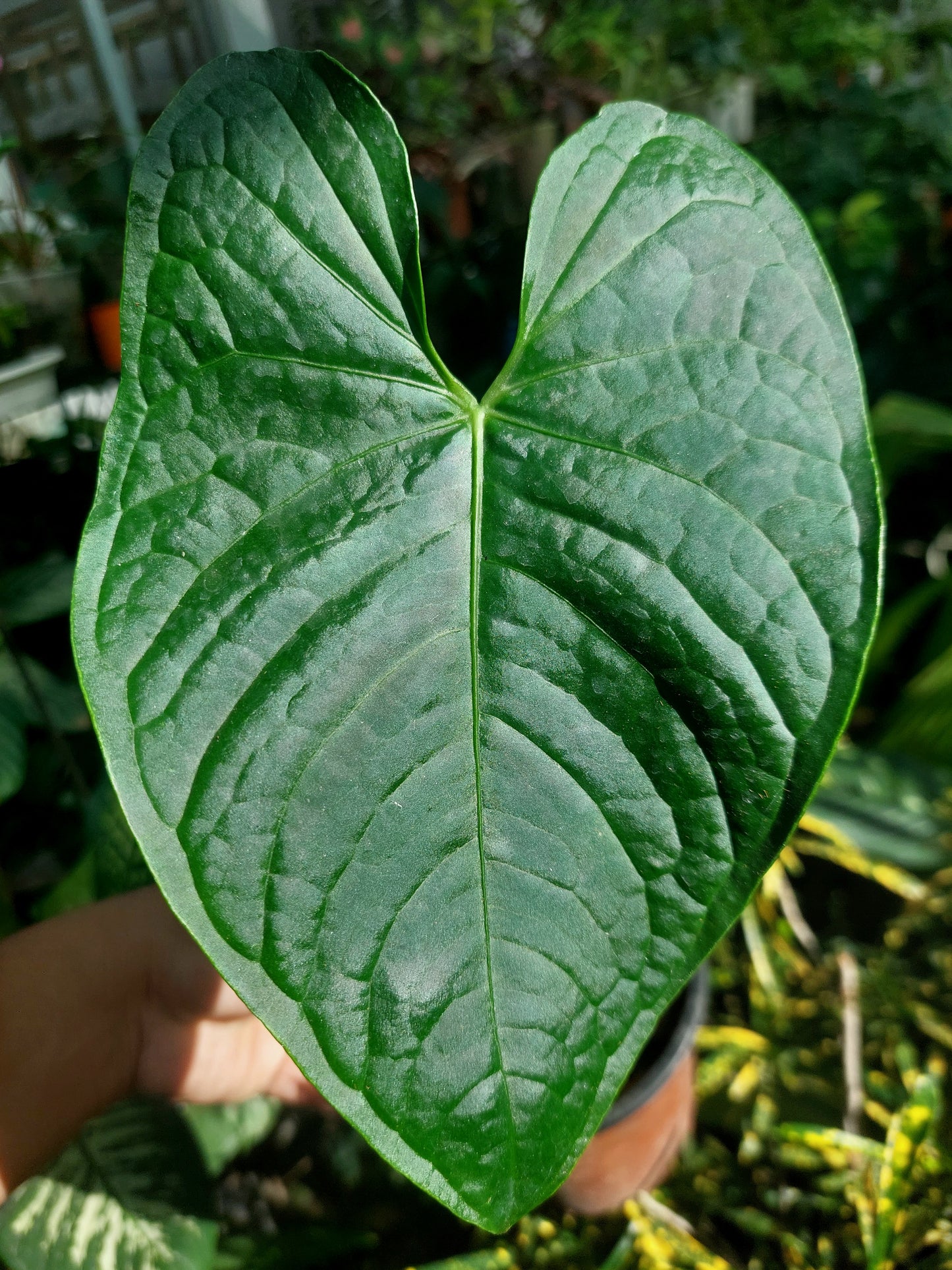 Anthurium sp. 'Peru Dark' (EXACT PLANT)