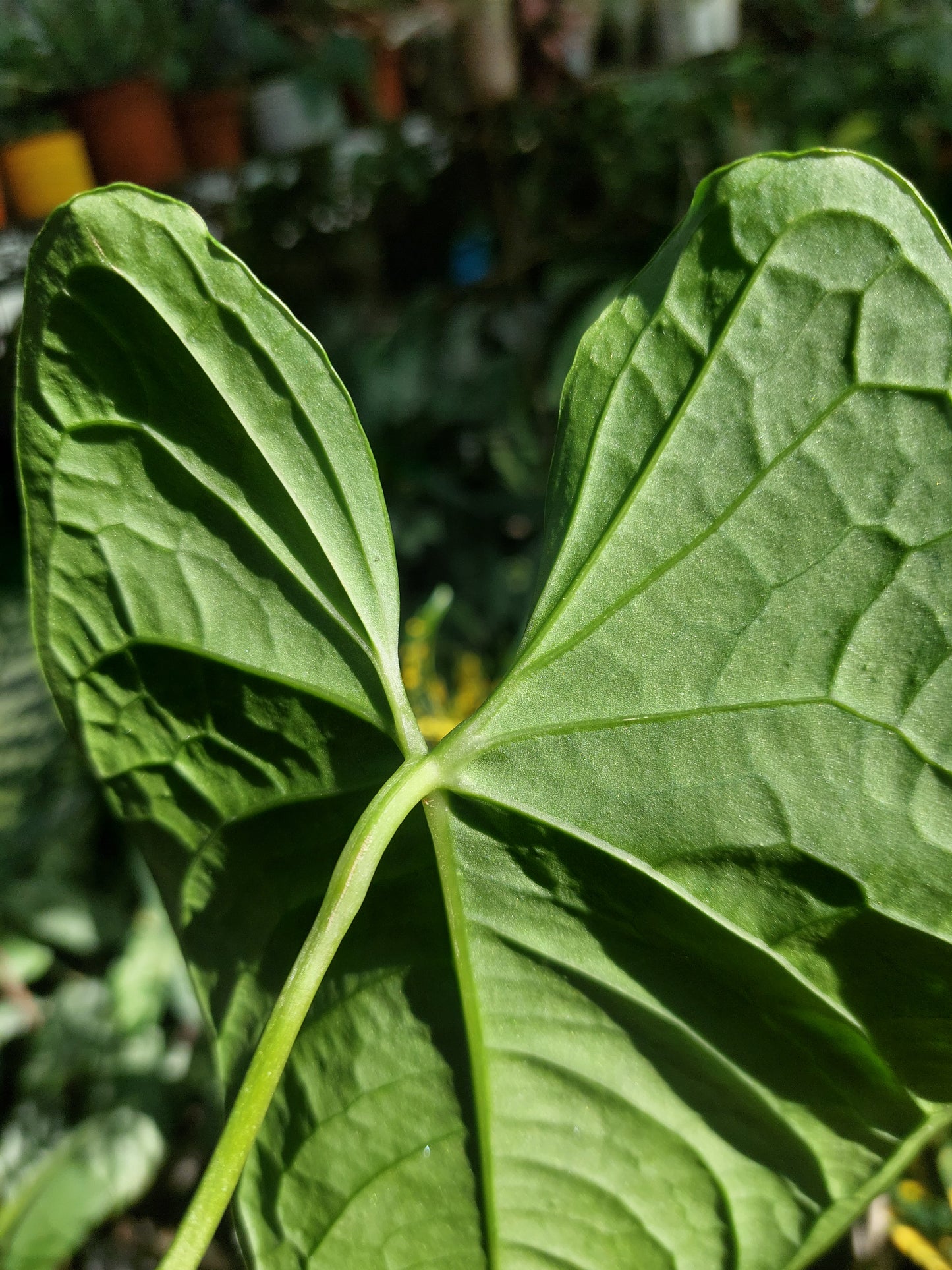 Anthurium sp. 'Peru Dark' (EXACT PLANT)