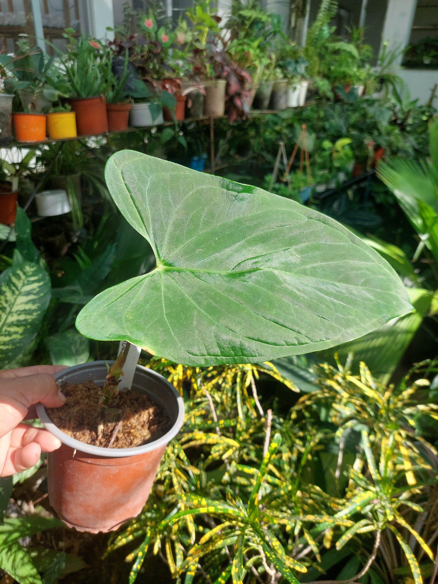 Anthurium sp. "Tarapoto Velvet" Wild Ecotype (EXACT PLANT)