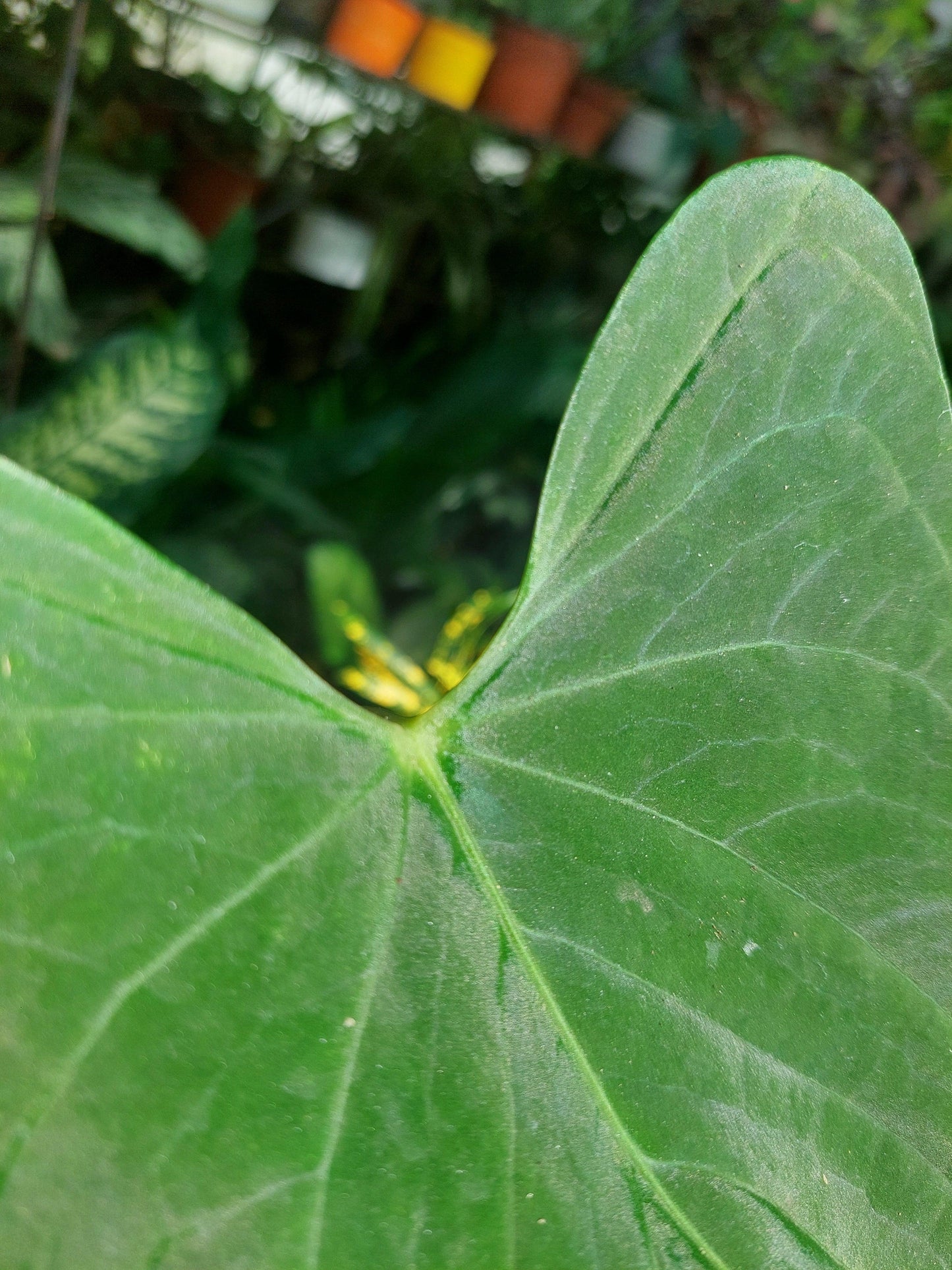 Anthurium sp. "Tarapoto Velvet" Wild Ecotype (EXACT PLANT)