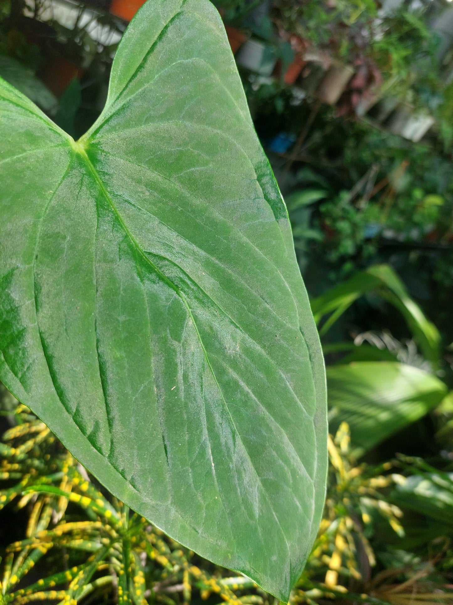 Anthurium sp. "Tarapoto Velvet" Wild Ecotype (EXACT PLANT)