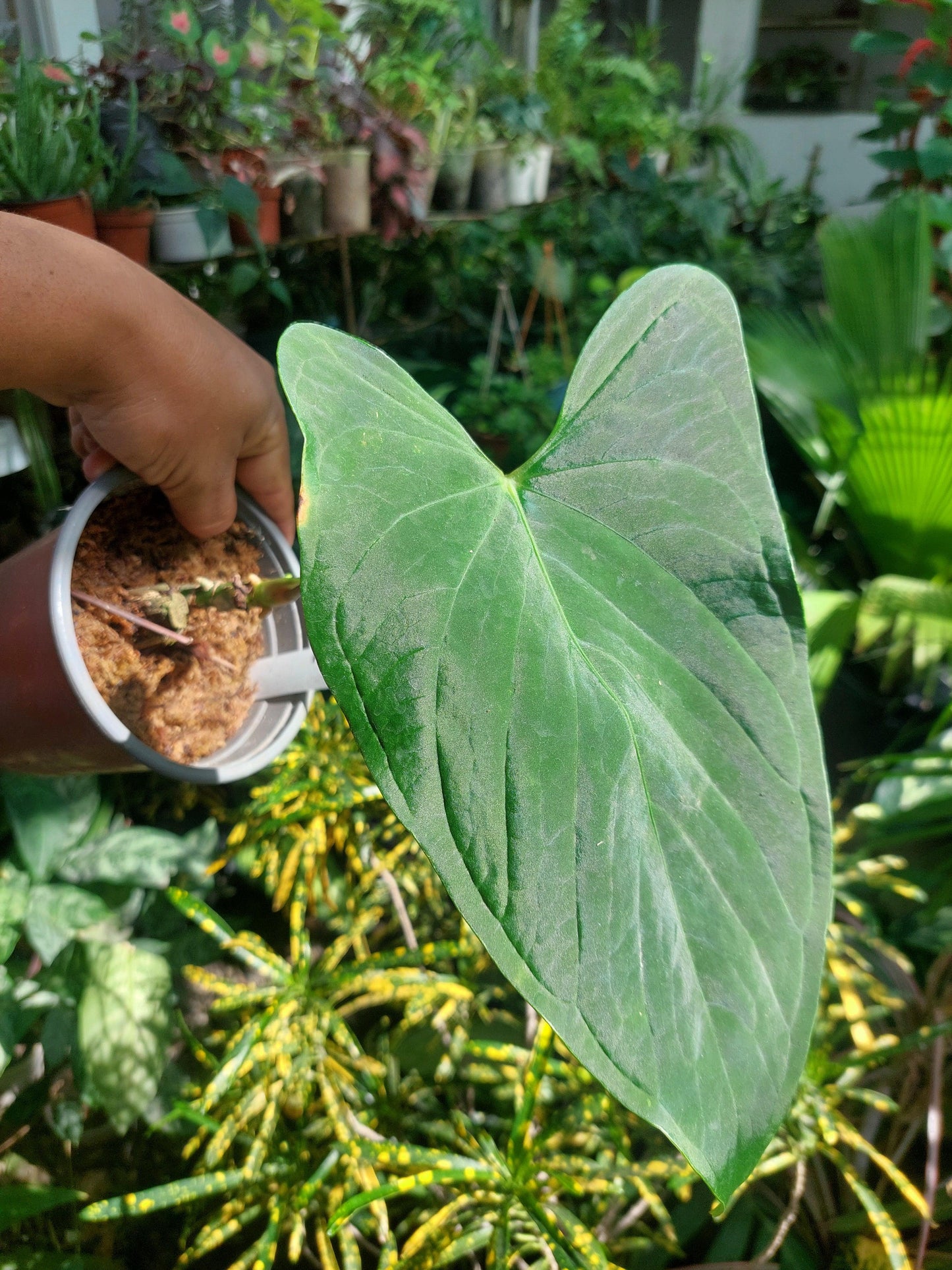 Anthurium sp. "Tarapoto Velvet" Wild Ecotype (EXACT PLANT)