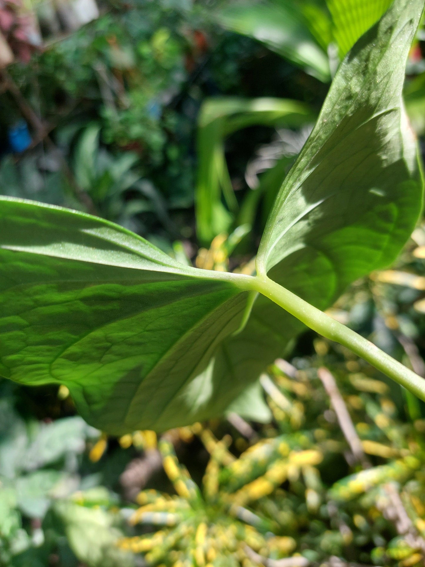 Anthurium sp. "Tarapoto Velvet" Wild Ecotype (EXACT PLANT)