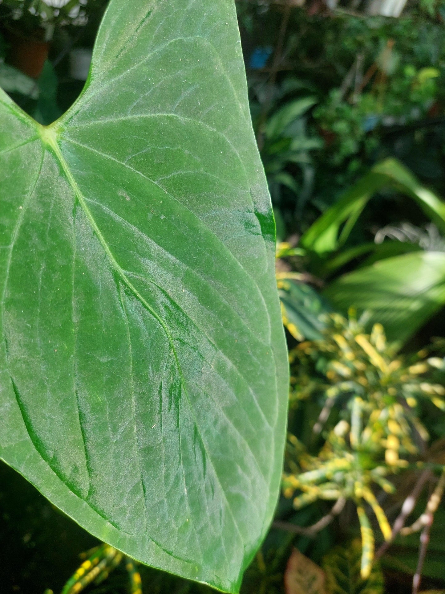 Anthurium sp. "Tarapoto Velvet" Wild Ecotype (EXACT PLANT)