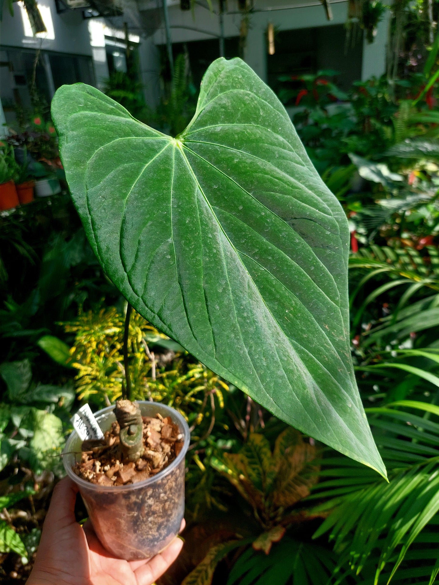 Anthurium sp. "Tarapoto Velvet" LARGE PLANT (EXACT PLANT)