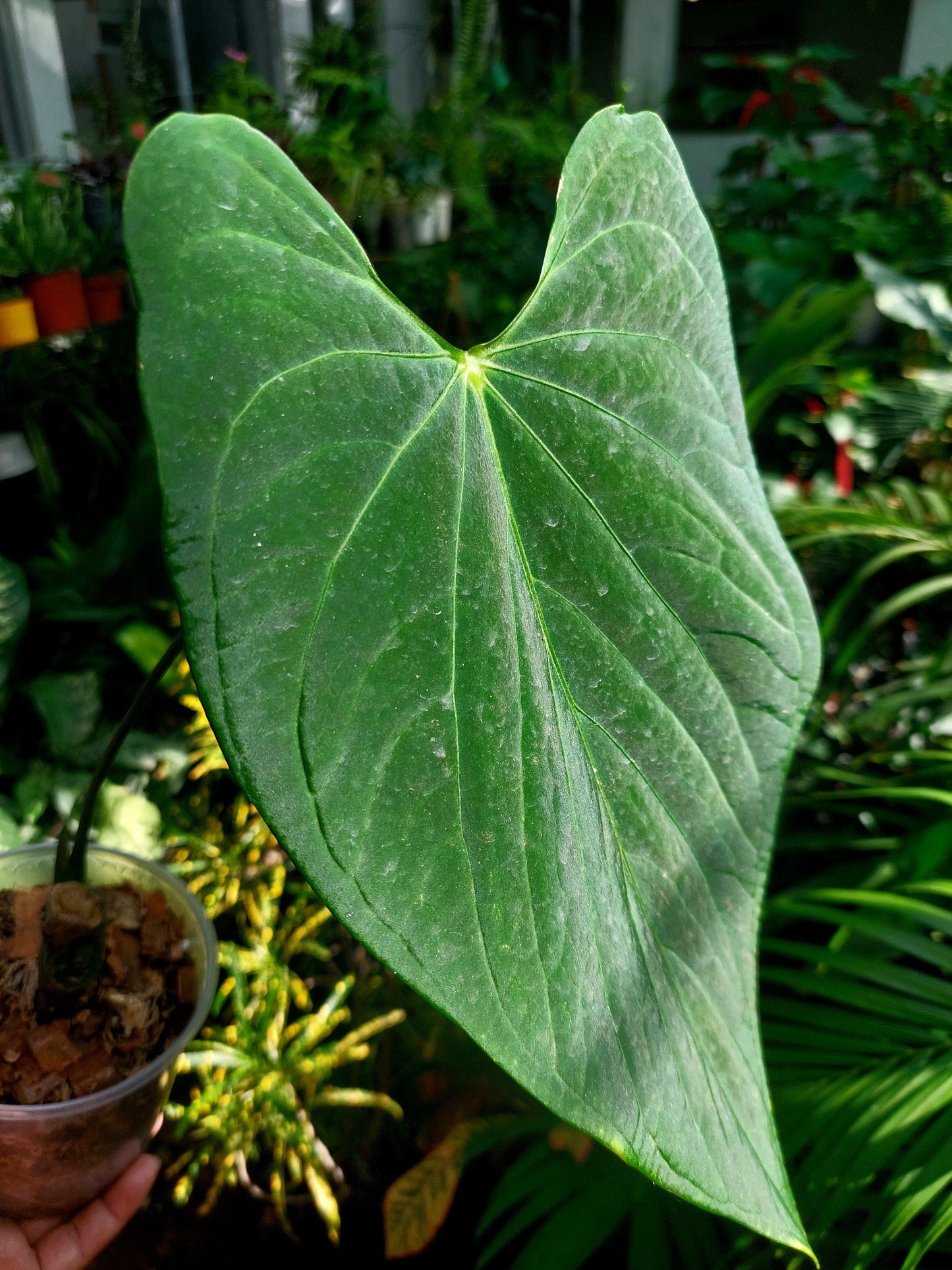 Anthurium sp. "Tarapoto Velvet" LARGE PLANT (EXACT PLANT)