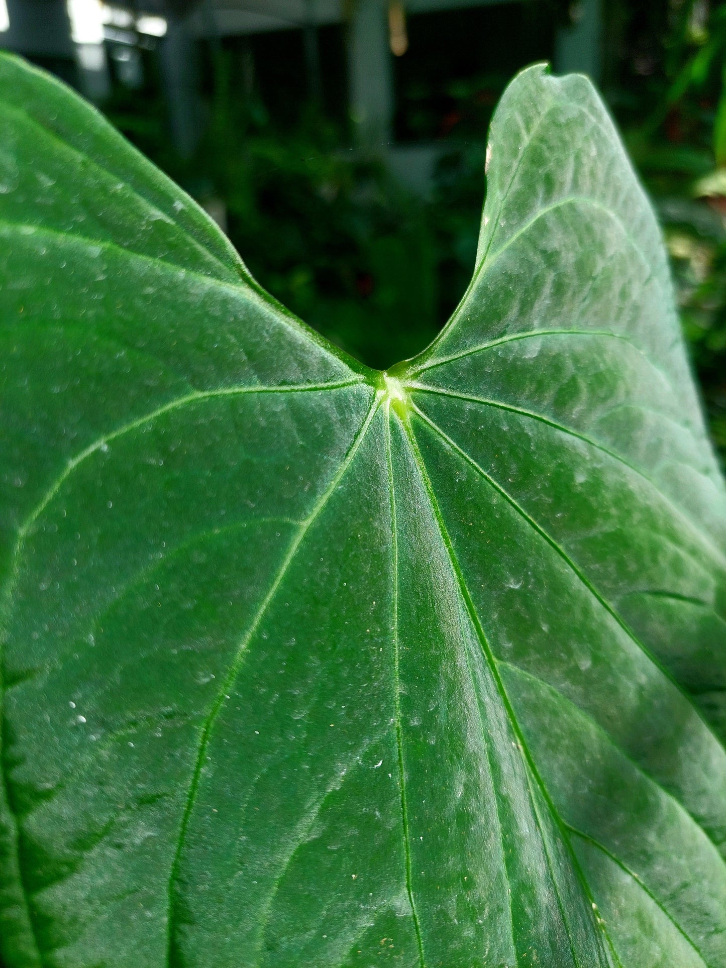 Anthurium sp. "Tarapoto Velvet" LARGE PLANT (EXACT PLANT)