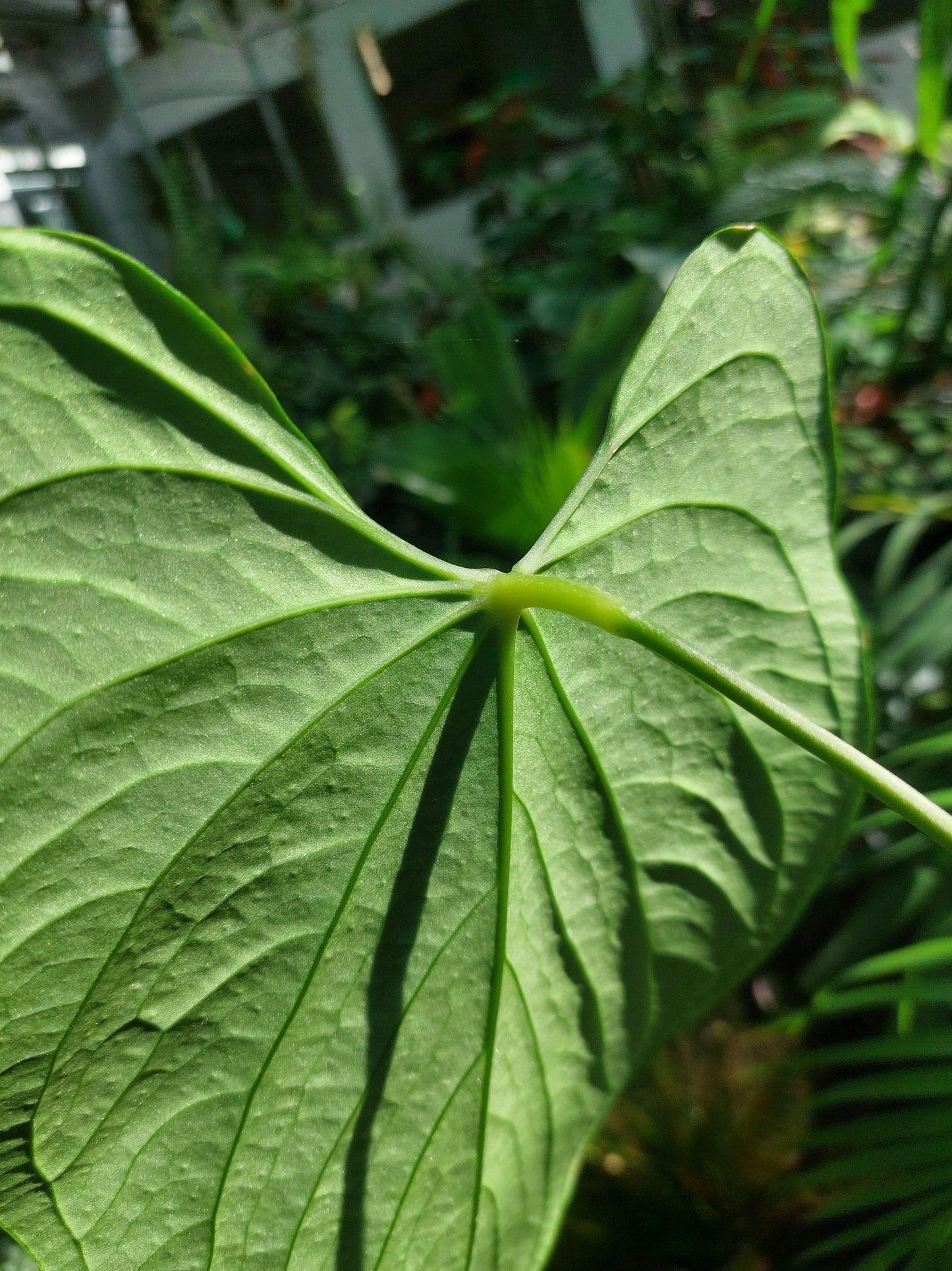 Anthurium sp. "Tarapoto Velvet" LARGE PLANT (EXACT PLANT)