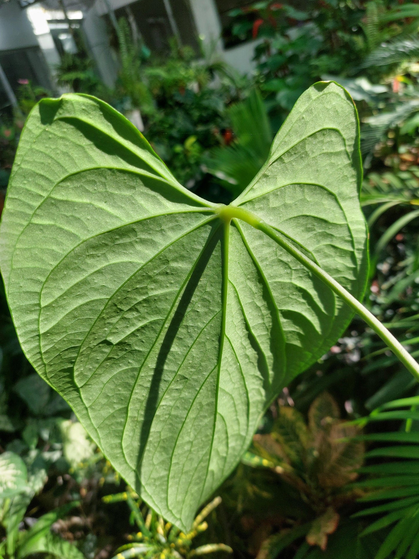 Anthurium sp. "Tarapoto Velvet" LARGE PLANT (EXACT PLANT)