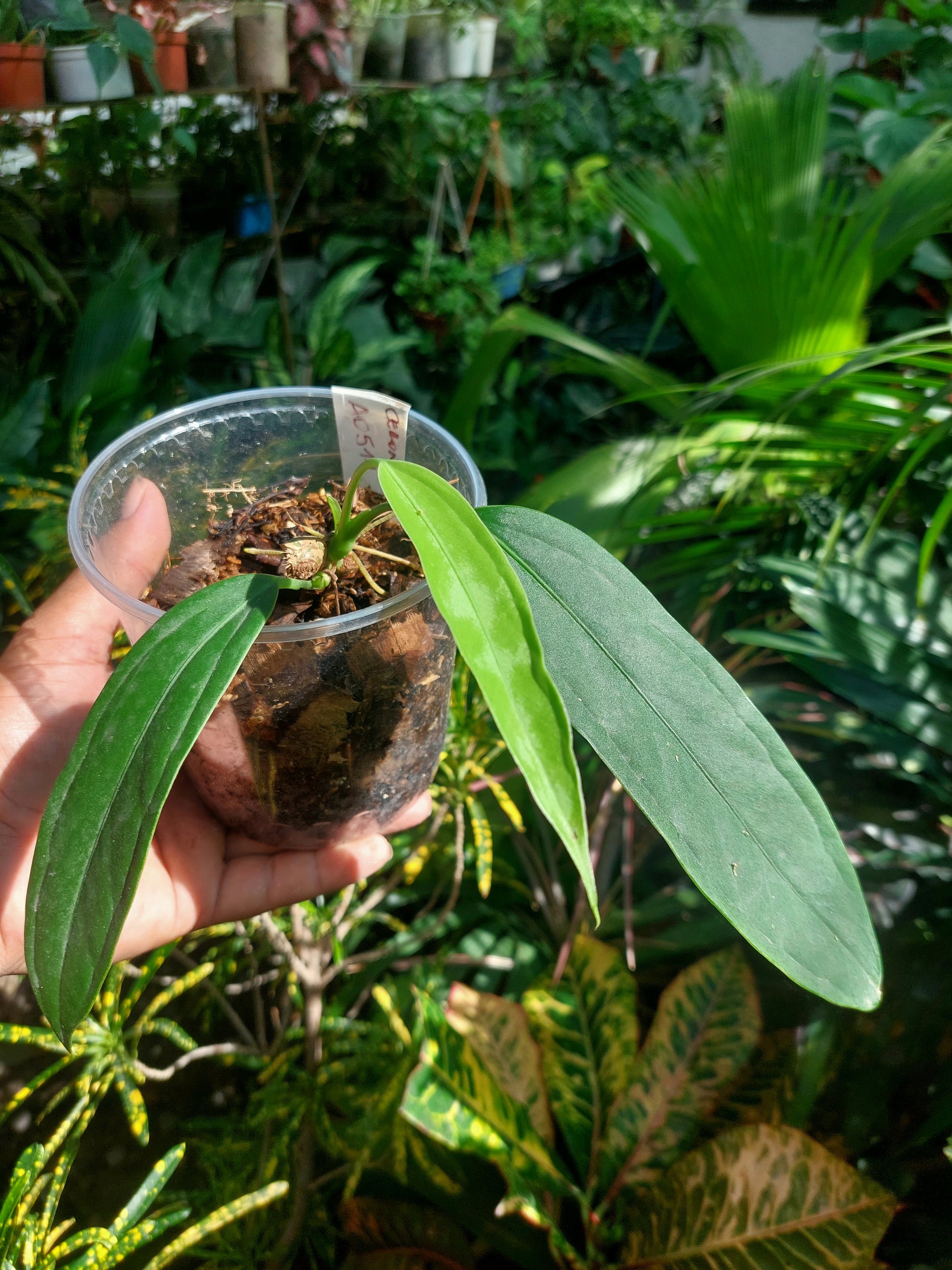 anthurium precio Anthurium Ceronii Wild Ecotype 3 Leaves (EXACT PLANT)