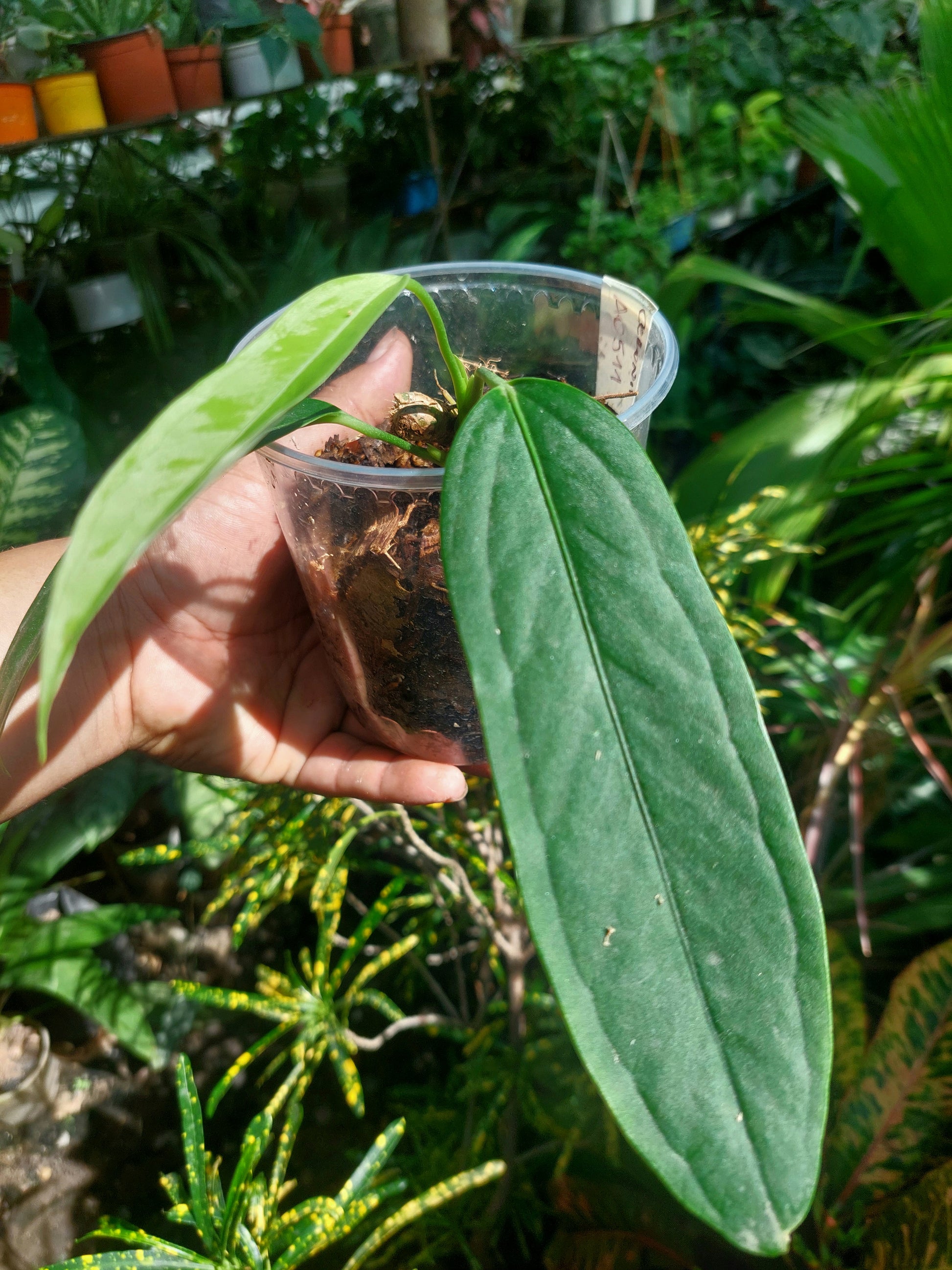 anthurium ceronii Anthurium Ceronii Wild Ecotype 3 Leaves (EXACT PLANT)
