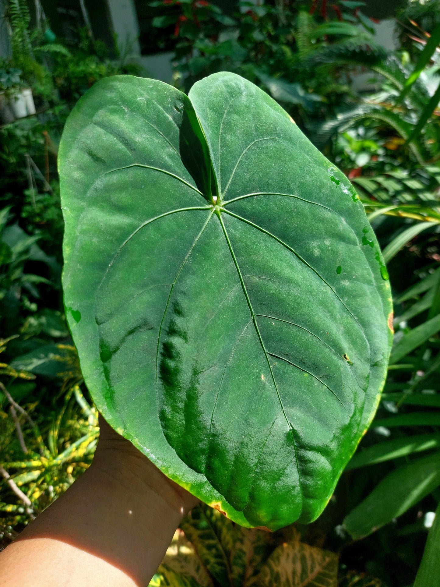 Anthurium Dressleri 'San Blas' Wild Ecotype BIG PLANT (EXACT PLANT)