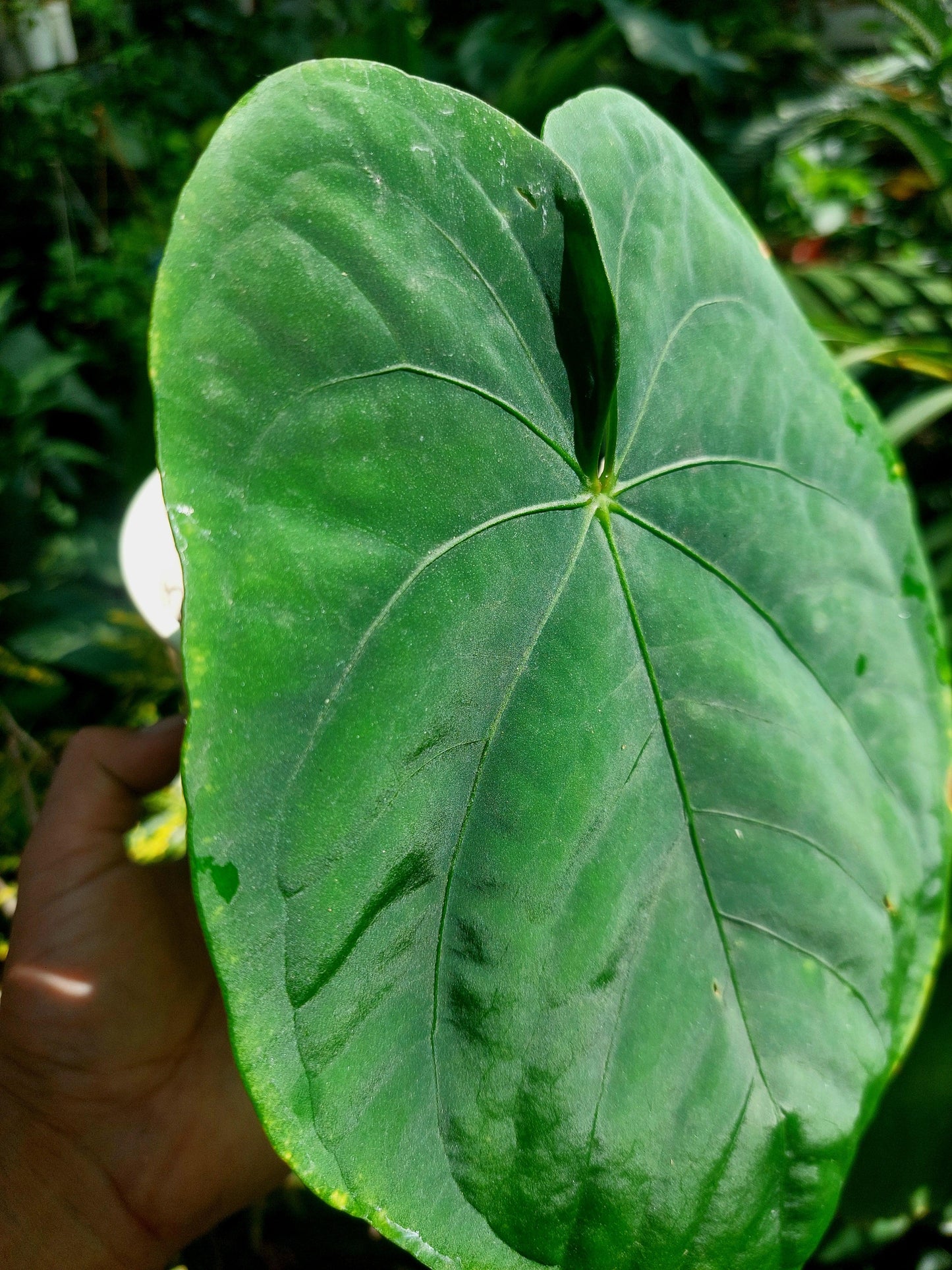 Anthurium Dressleri 'San Blas' Wild Ecotype BIG PLANT (EXACT PLANT)