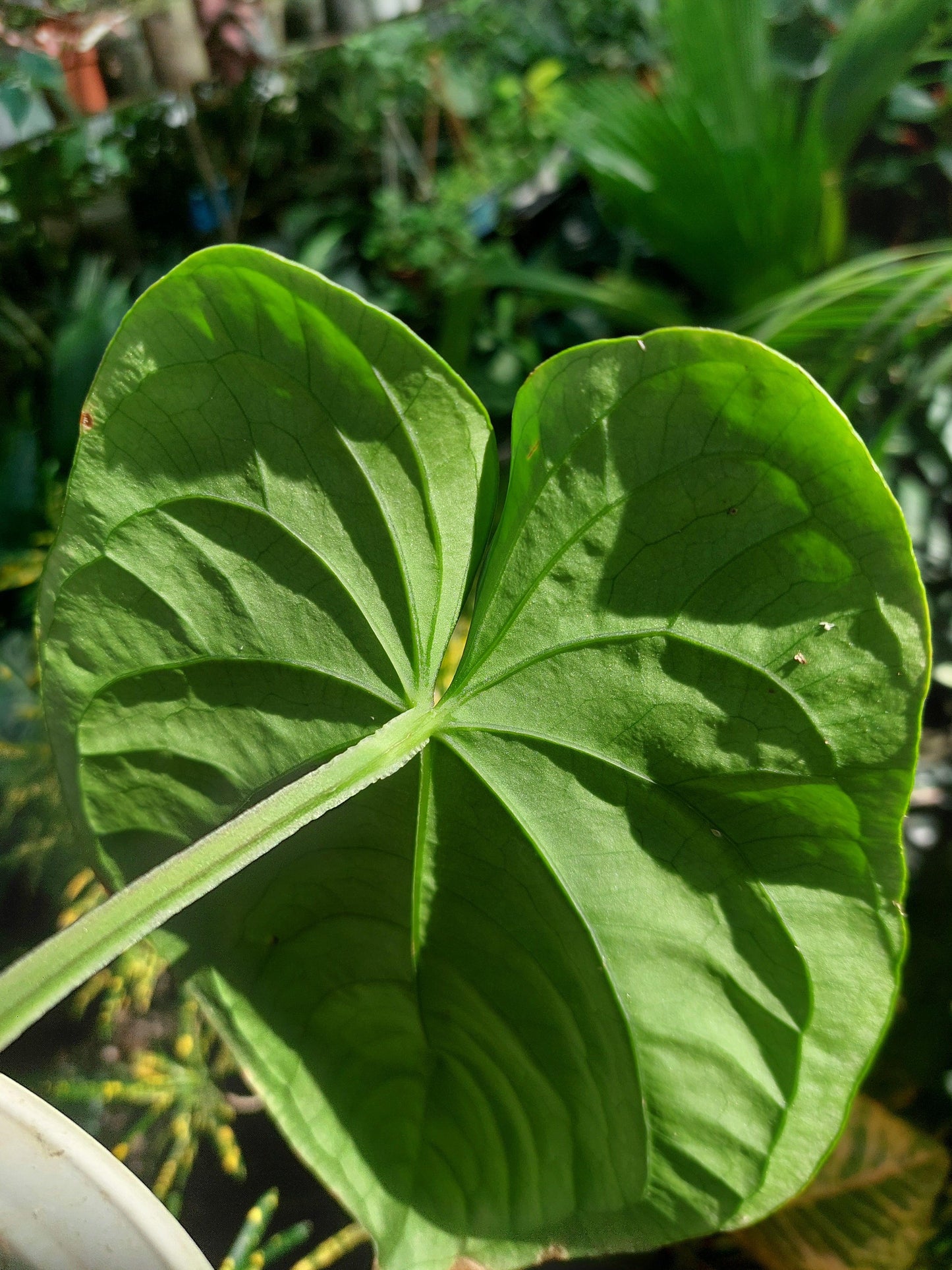 Anthurium Dressleri 'San Blas' Wild Ecotype BIG PLANT (EXACT PLANT)