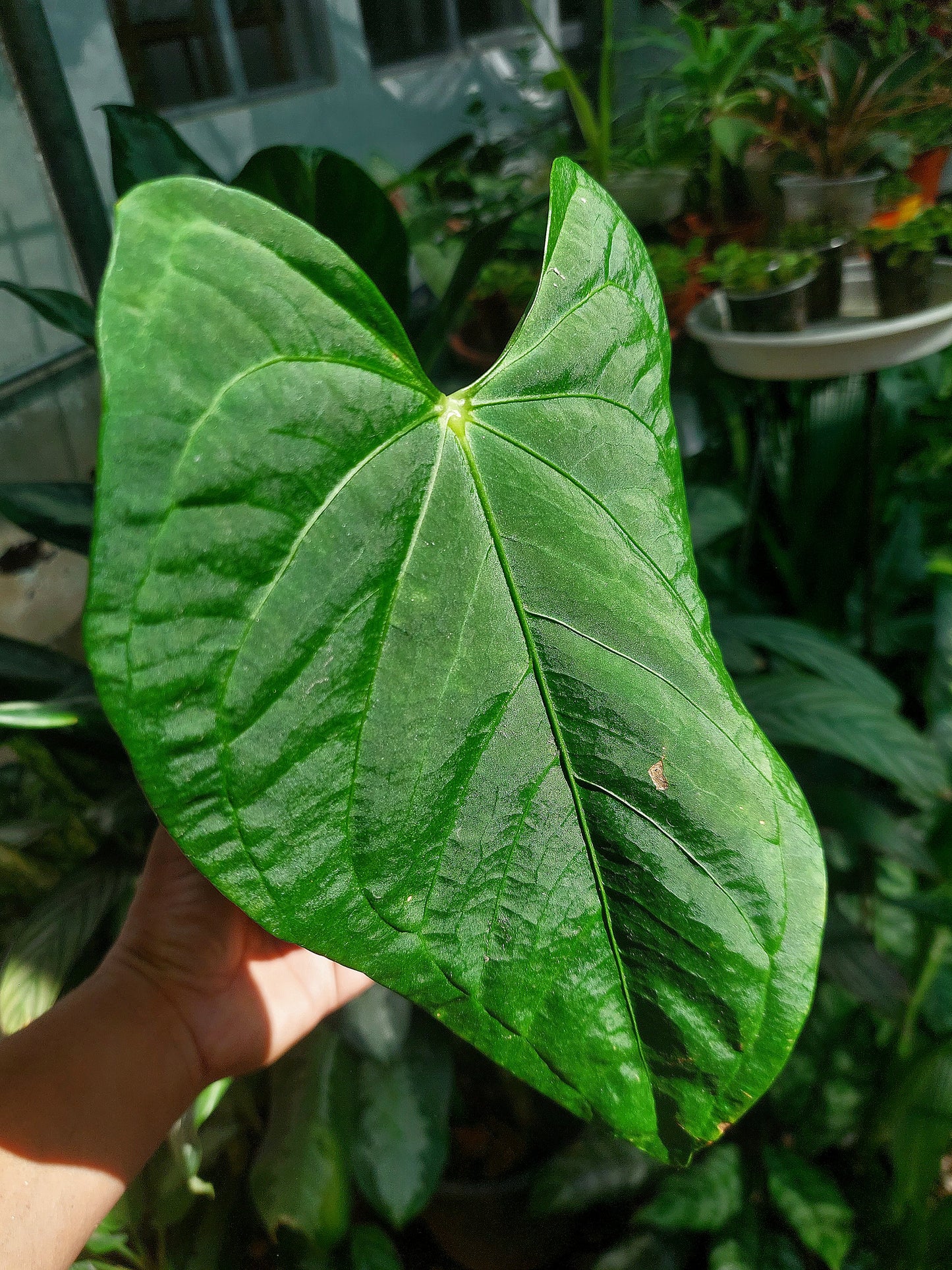 Anthurium sp. "Tarapoto Velvet" Wild Ecotype (EXACT PLANT)