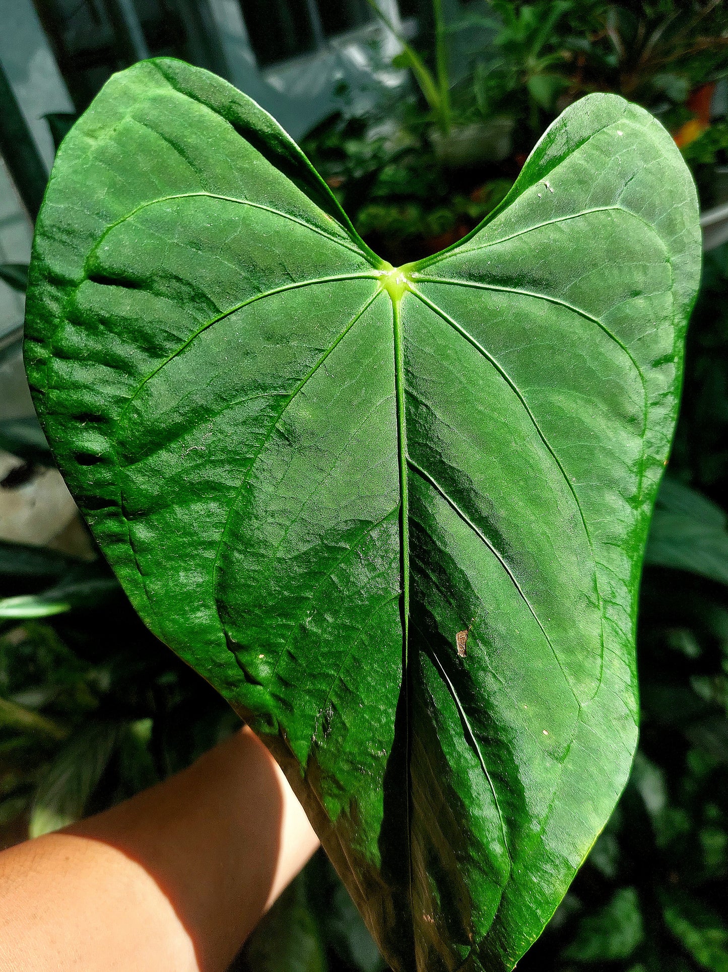 Anthurium sp. "Tarapoto Velvet" Wild Ecotype (EXACT PLANT)