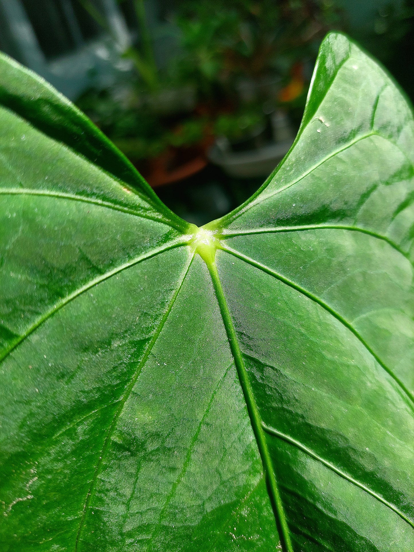 Anthurium sp. "Tarapoto Velvet" Wild Ecotype (EXACT PLANT)