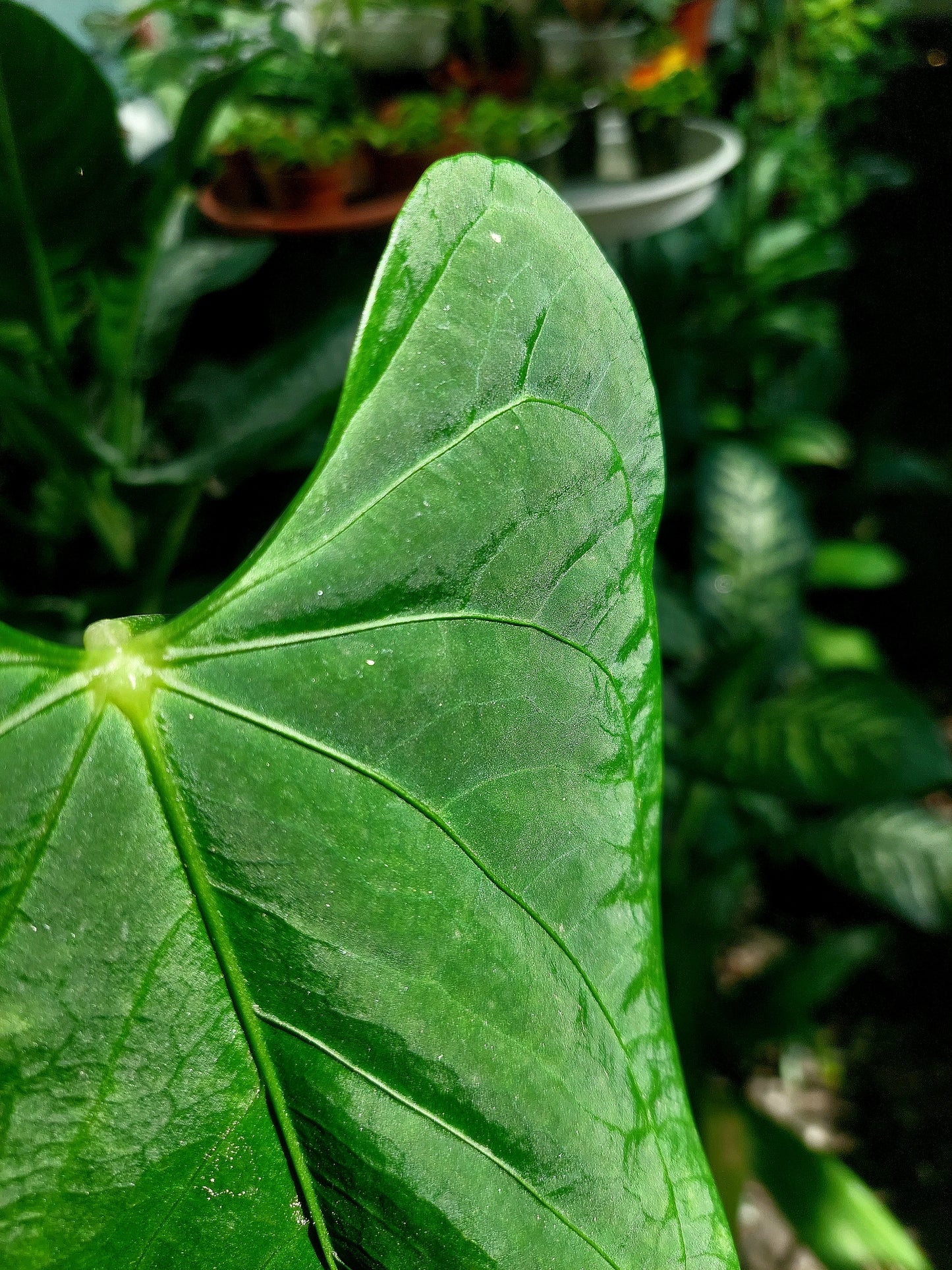 Anthurium sp. "Tarapoto Velvet" Wild Ecotype (EXACT PLANT)