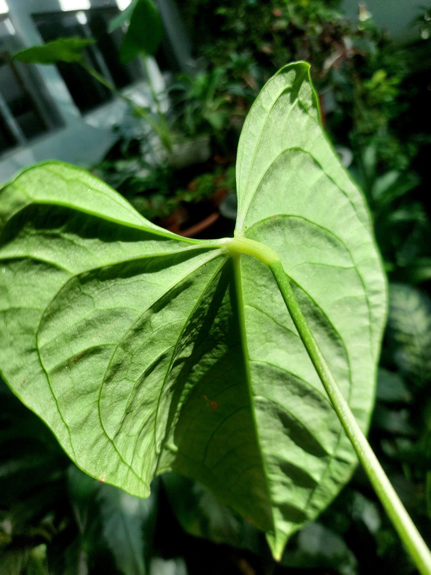 Anthurium sp. "Tarapoto Velvet" Wild Ecotype (EXACT PLANT)