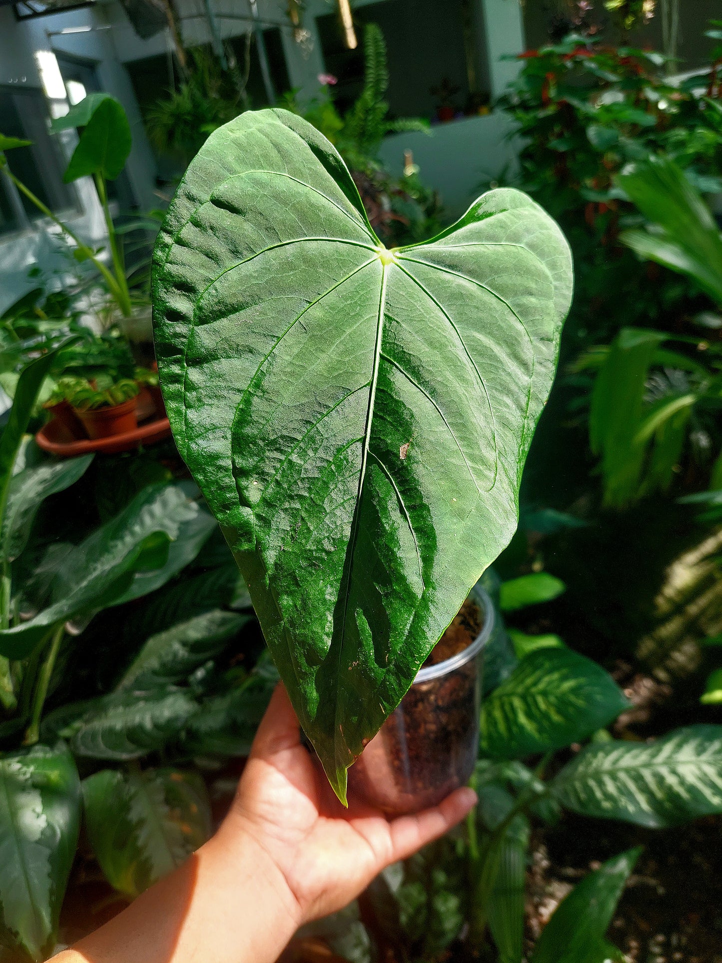 Anthurium sp. "Tarapoto Velvet" Wild Ecotype (EXACT PLANT)