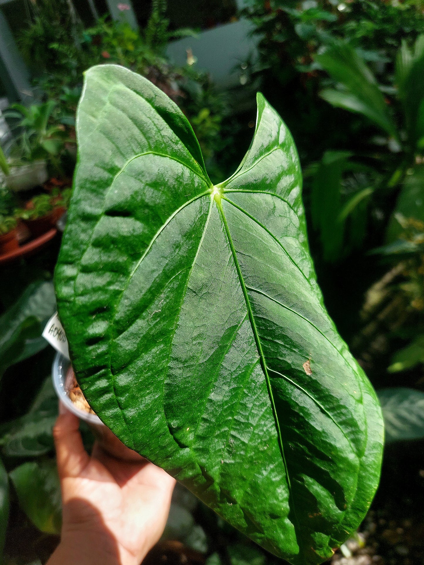 Anthurium sp. "Tarapoto Velvet" Wild Ecotype (EXACT PLANT)