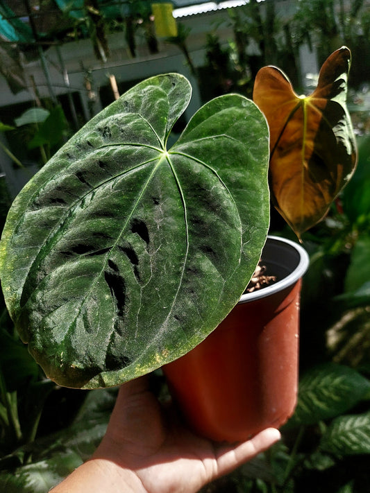 Anthurium Papillilaminum 'Guna yala' ecotype Big Plant (EXACT PLANT)