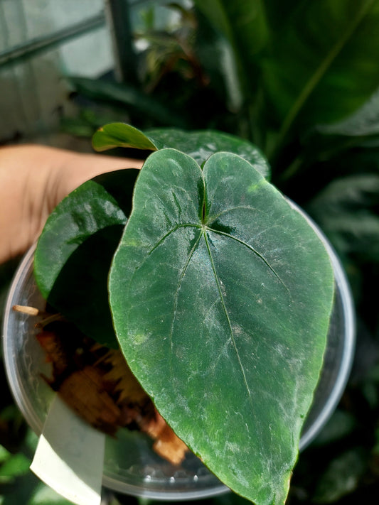 Anthurium Dressleri "Rio Guanche" Wild Ecotype 3 Leaves (EXACT PLANT)