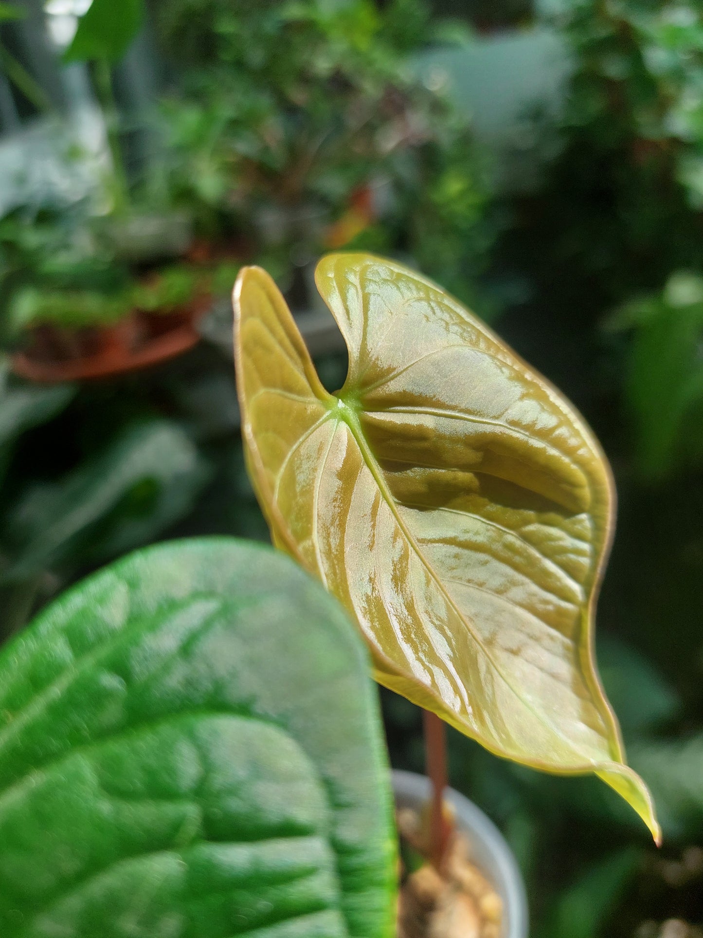 Anthurium sp. 'HuanuQuense Velvet' Wild Ecotype 2 Leaves (EXACT PLANT)