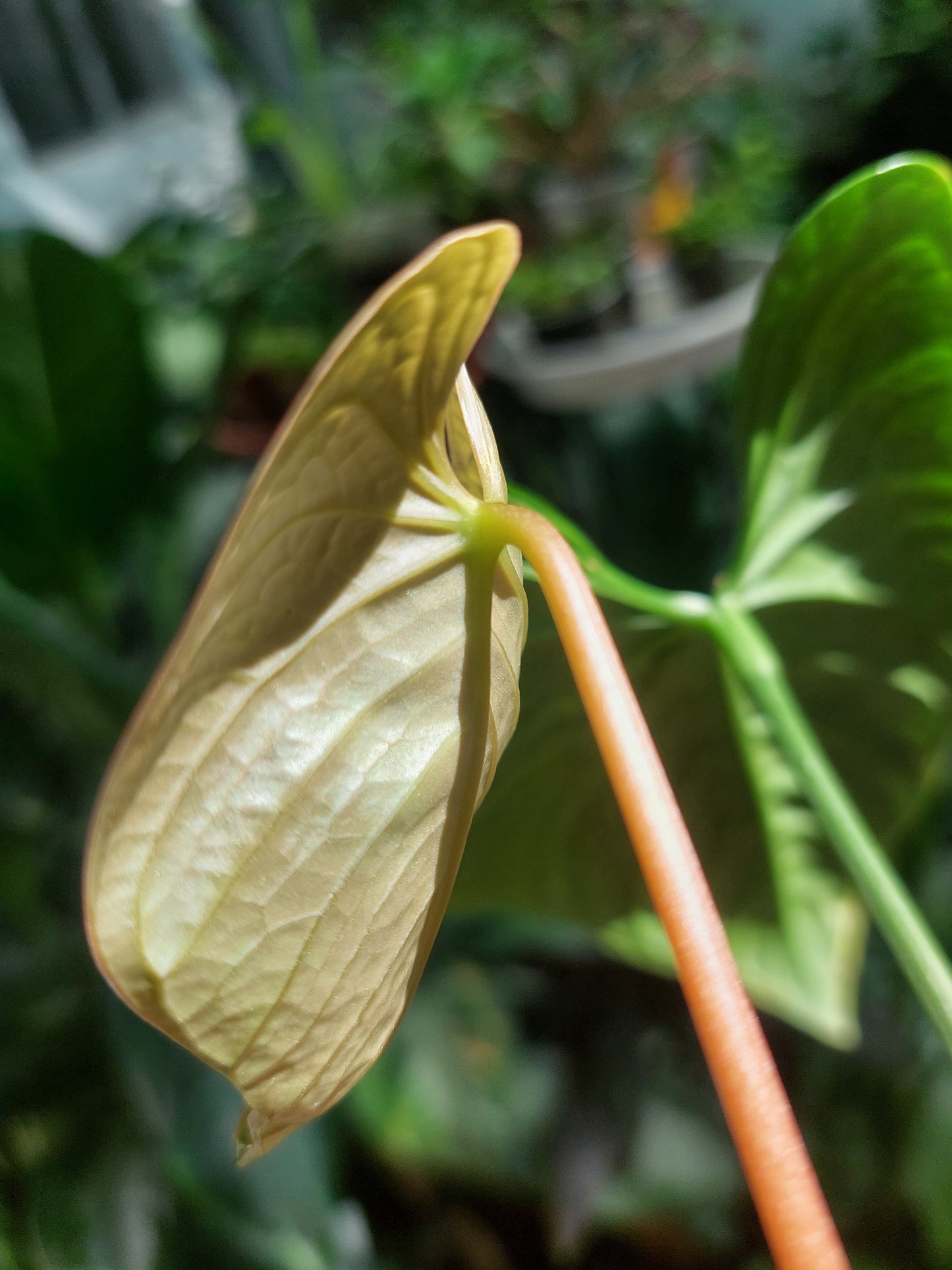 Anthurium sp. 'HuanuQuense Velvet' Wild Ecotype 2 Leaves (EXACT PLANT)