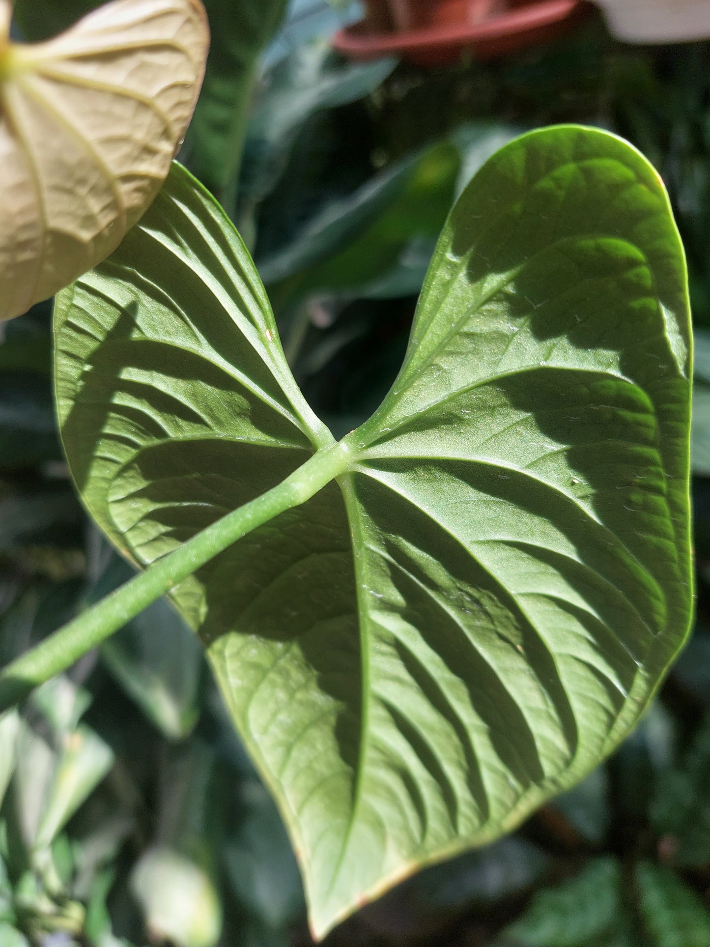 Anthurium sp. 'HuanuQuense Velvet' Wild Ecotype 2 Leaves (EXACT PLANT)