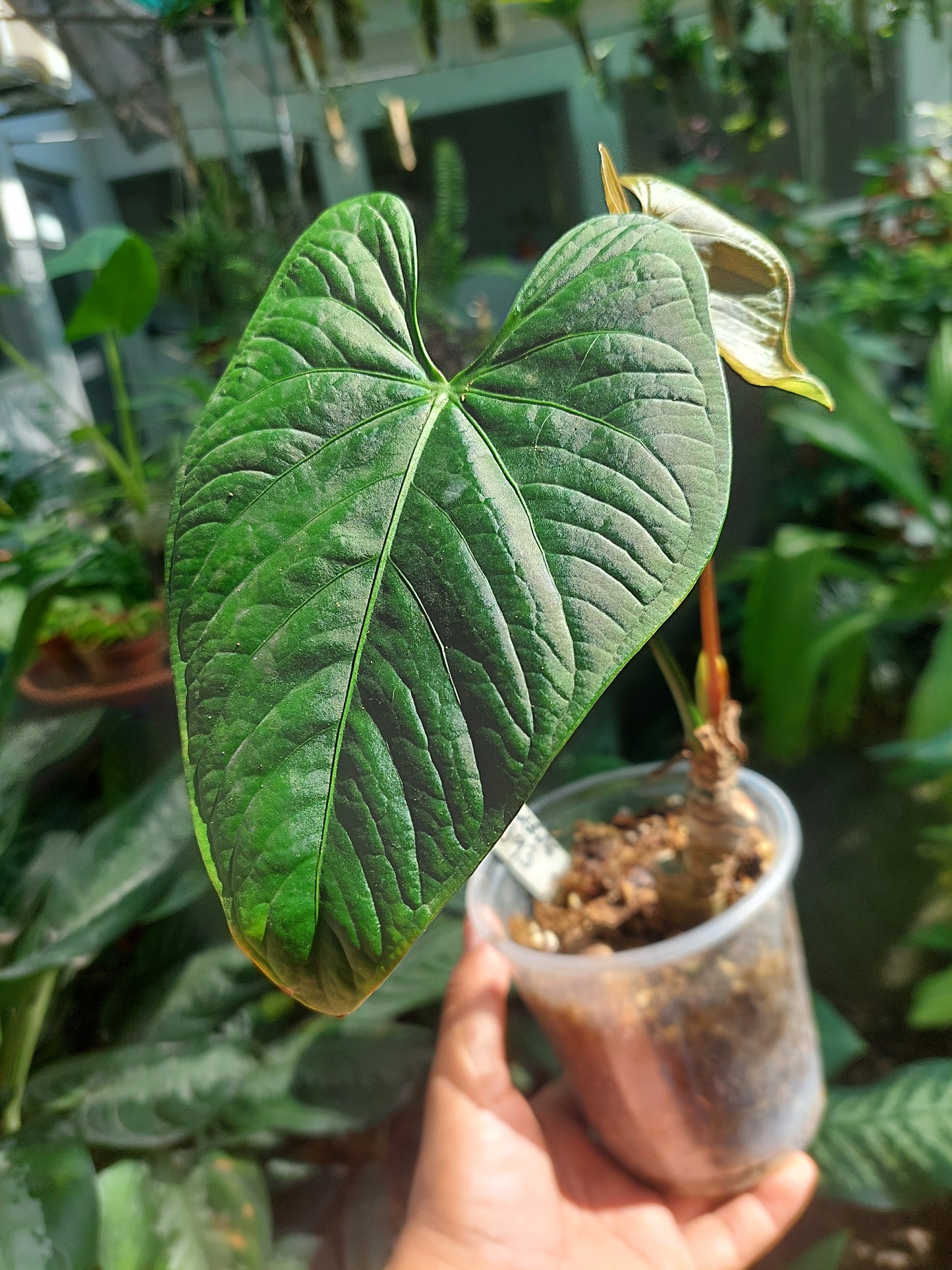 Anthurium sp. 'HuanuQuense Velvet' Wild Ecotype 2 Leaves (EXACT PLANT)