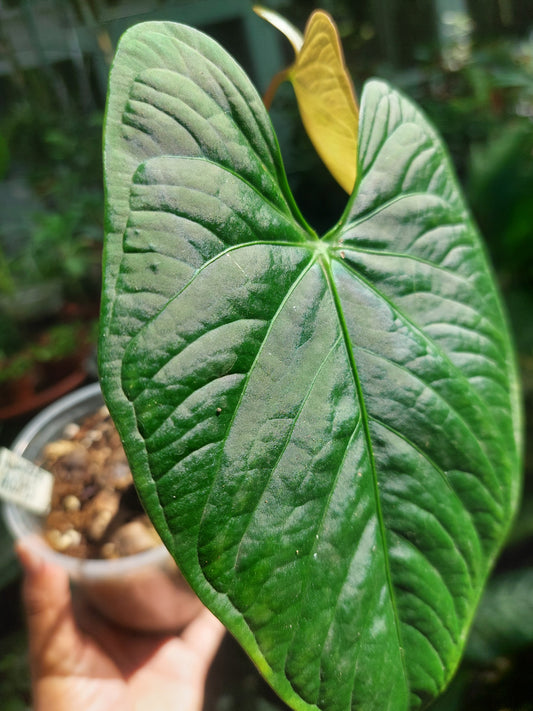 Anthurium sp. 'HuanuQuense Velvet' Wild Ecotype 2 Leaves (EXACT PLANT)