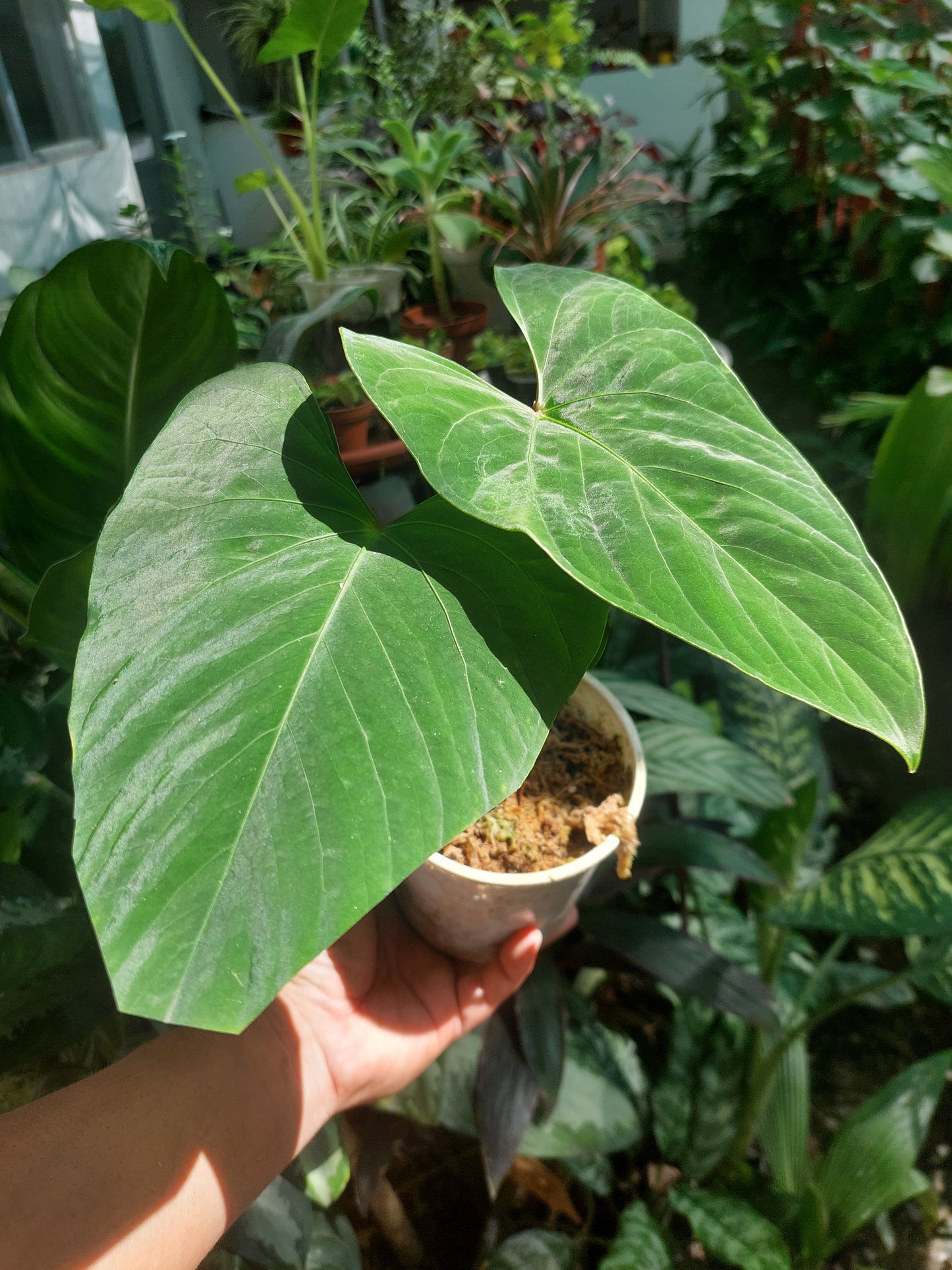 Anthurium sp. 'Huanuco Dark Velvet' (EXACT PLANT)