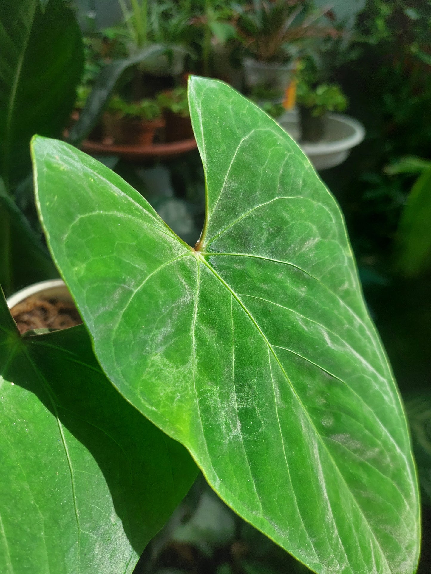 Anthurium sp. 'Huanuco Dark Velvet' (EXACT PLANT)