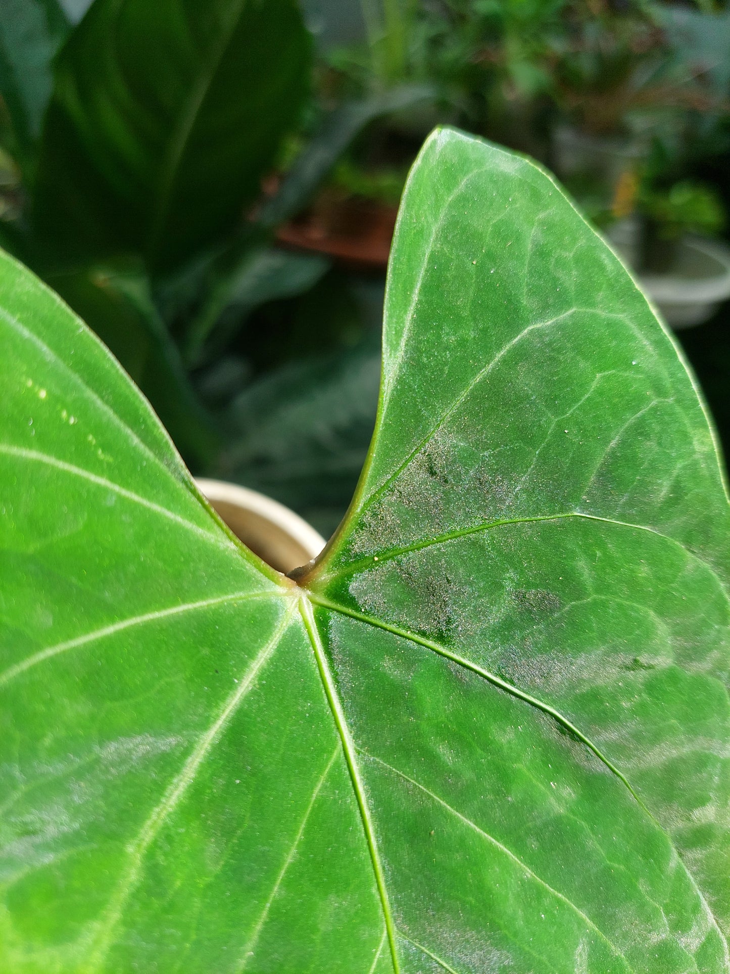 Anthurium sp. 'Huanuco Dark Velvet' (EXACT PLANT)