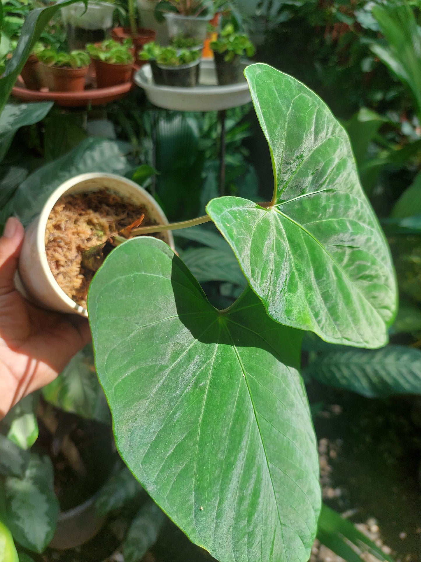 Anthurium sp. 'Huanuco Dark Velvet' (EXACT PLANT)