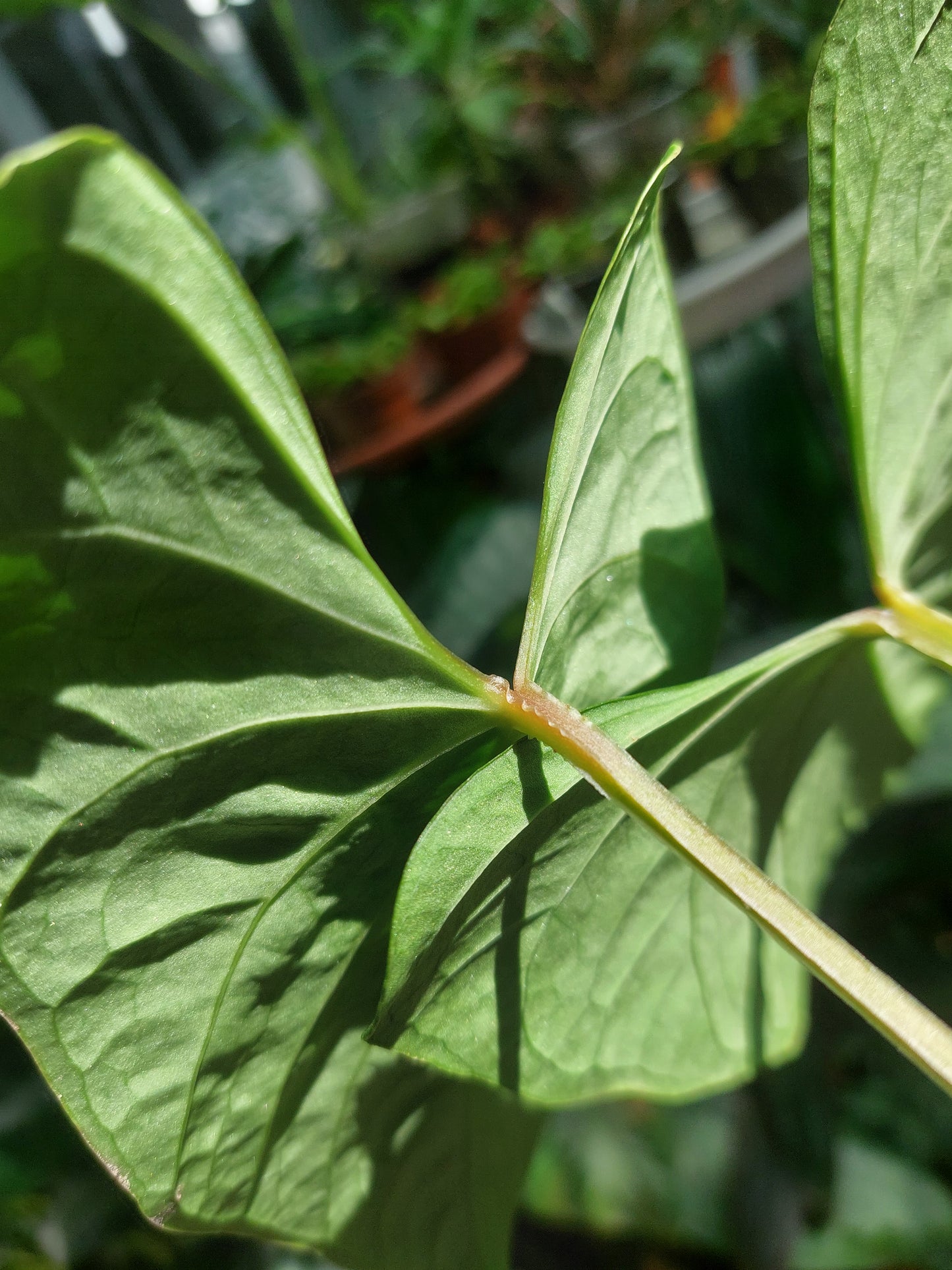 Anthurium sp. 'Huanuco Dark Velvet' (EXACT PLANT)