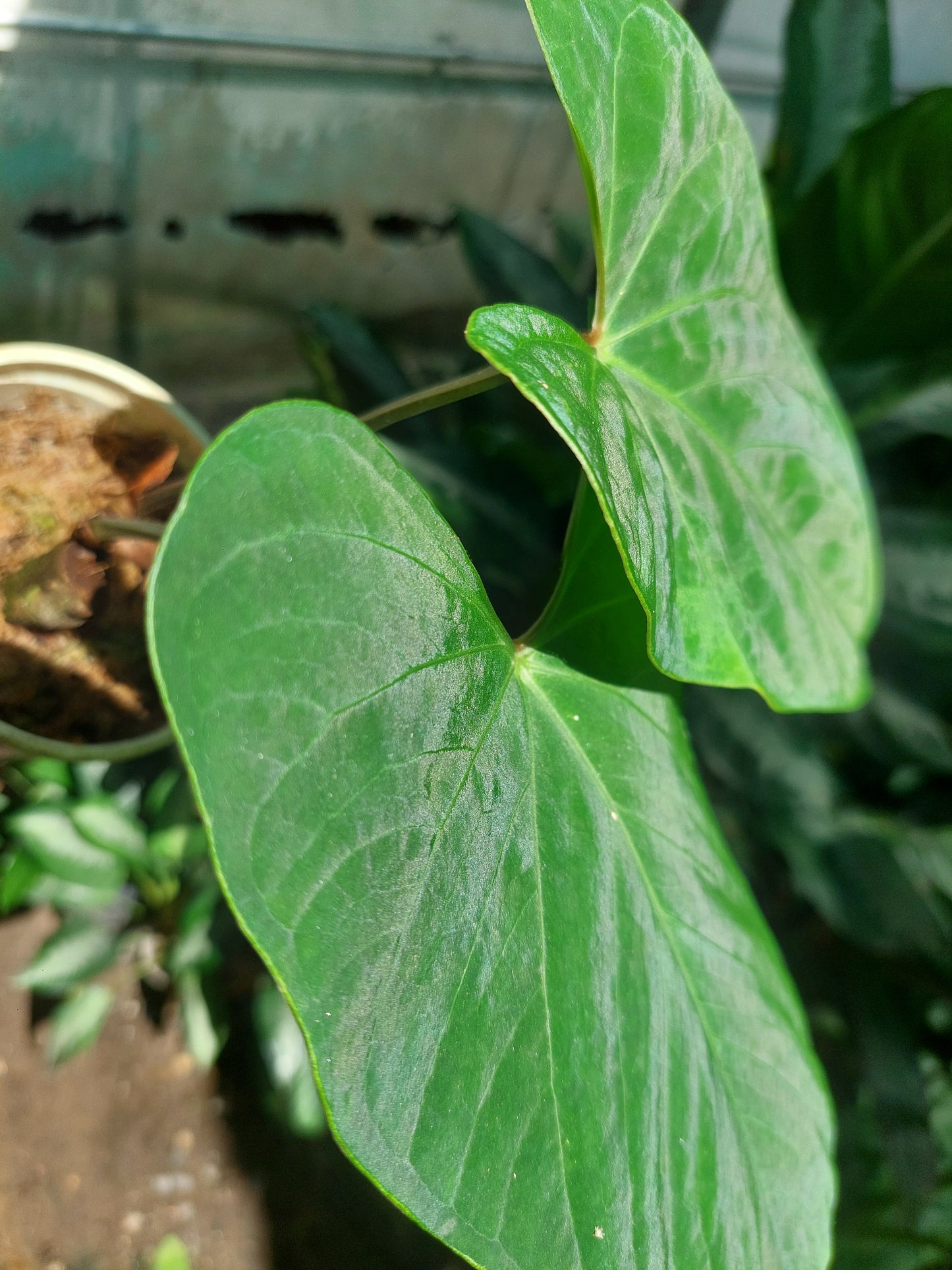 Anthurium sp. 'Huanuco Dark Velvet' (EXACT PLANT)