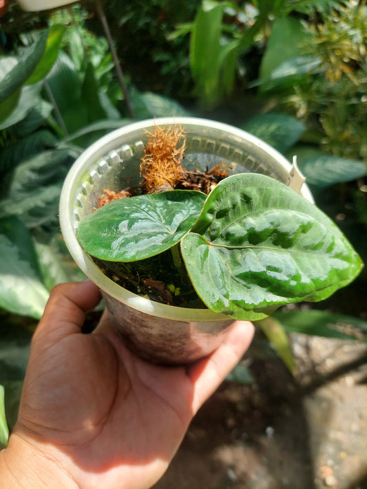 Anthurium Dressleri 'Rio Guanche' Small Size with 2 Leaves (EXACT PLANT)