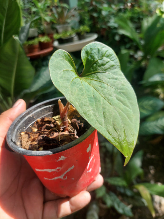 Anthurium sp. 'Huanuco Velvet' Small Size (EXACT PLANT)